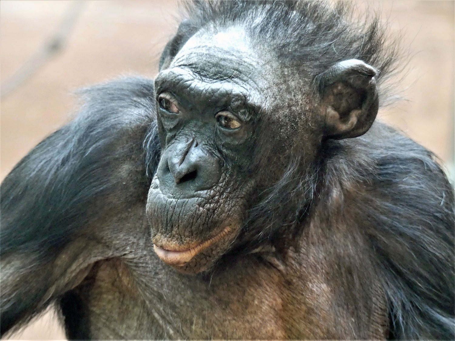 Ältester Menschenaffe der Welt tot: Was wir von Bonobo Margrit ..., حجم الصورة 1500x1125