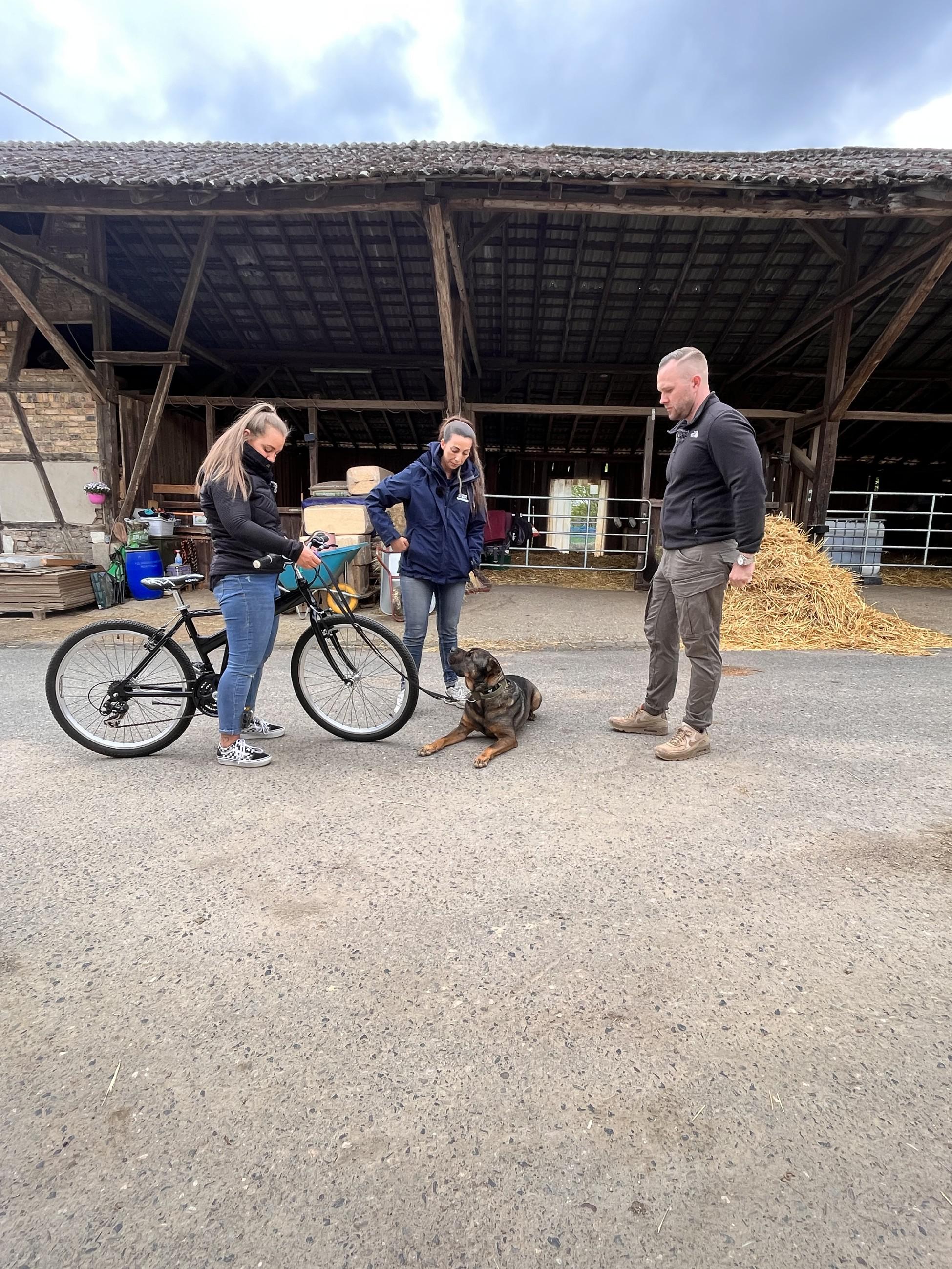 Hundeprofi Martin Rtter warnt Halter vor Trainingsgert: Drften nicht  frei verkuflich sein
