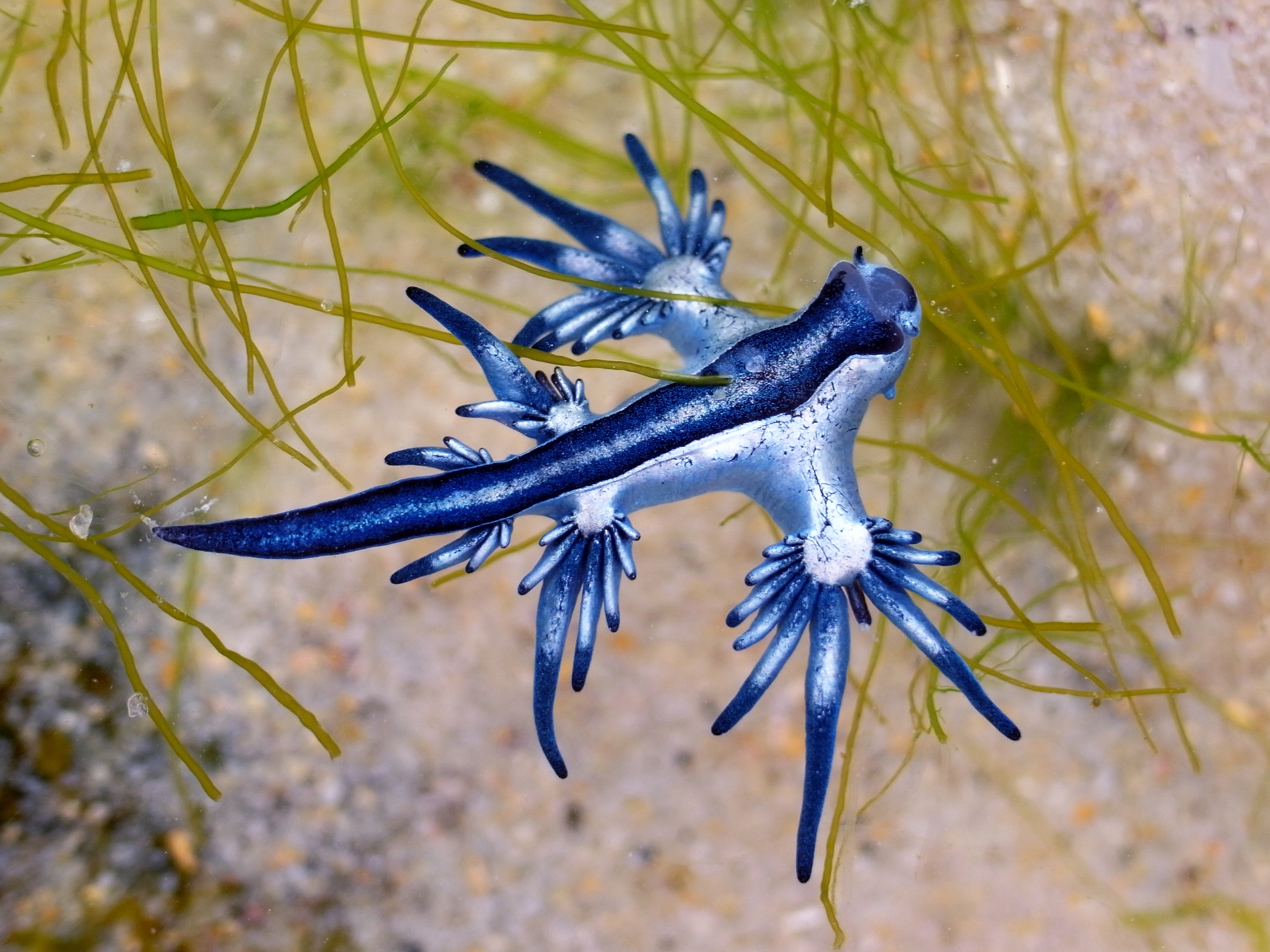 Blauer Drache: Wo die giftigen Tiere in Spanien bereits aufgetaucht sind
