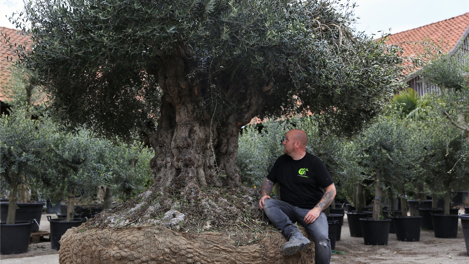 800 Jahre alter Olivenbaum macht lange Reise von Spanien nach Steimbke