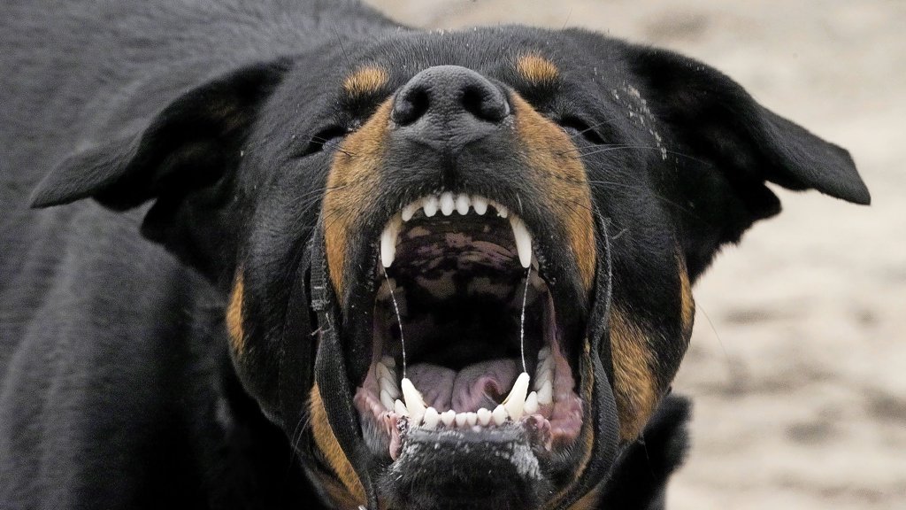 Rottweiler Rumbling Rottweiler Growling