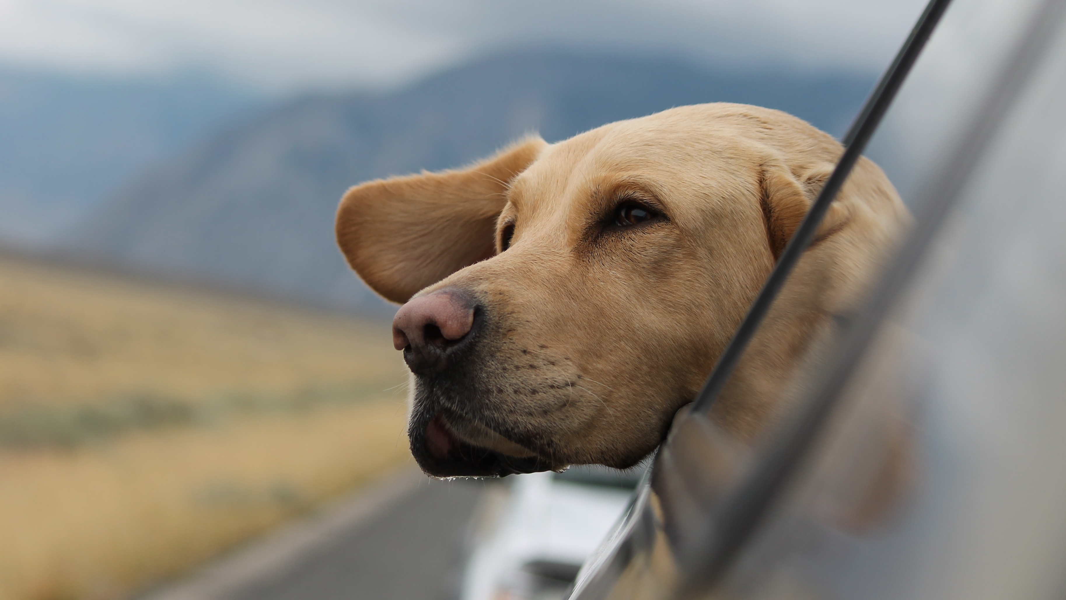 Hund im Auto – Welche rechtlichen Bestimmungen sind zu beachten?