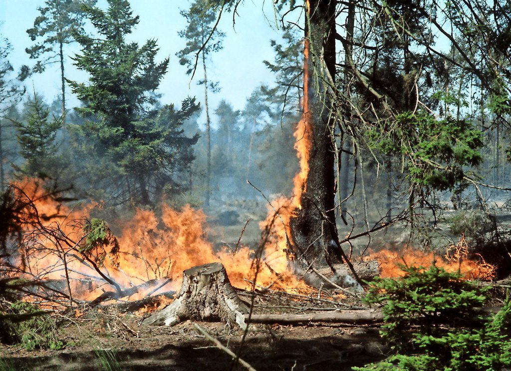 Die Waldbrandkatastrophe von 1975: Als der Heidewald in Flammen stand