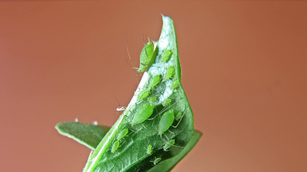 Blattluse im Garten: Wie wird man sie los?