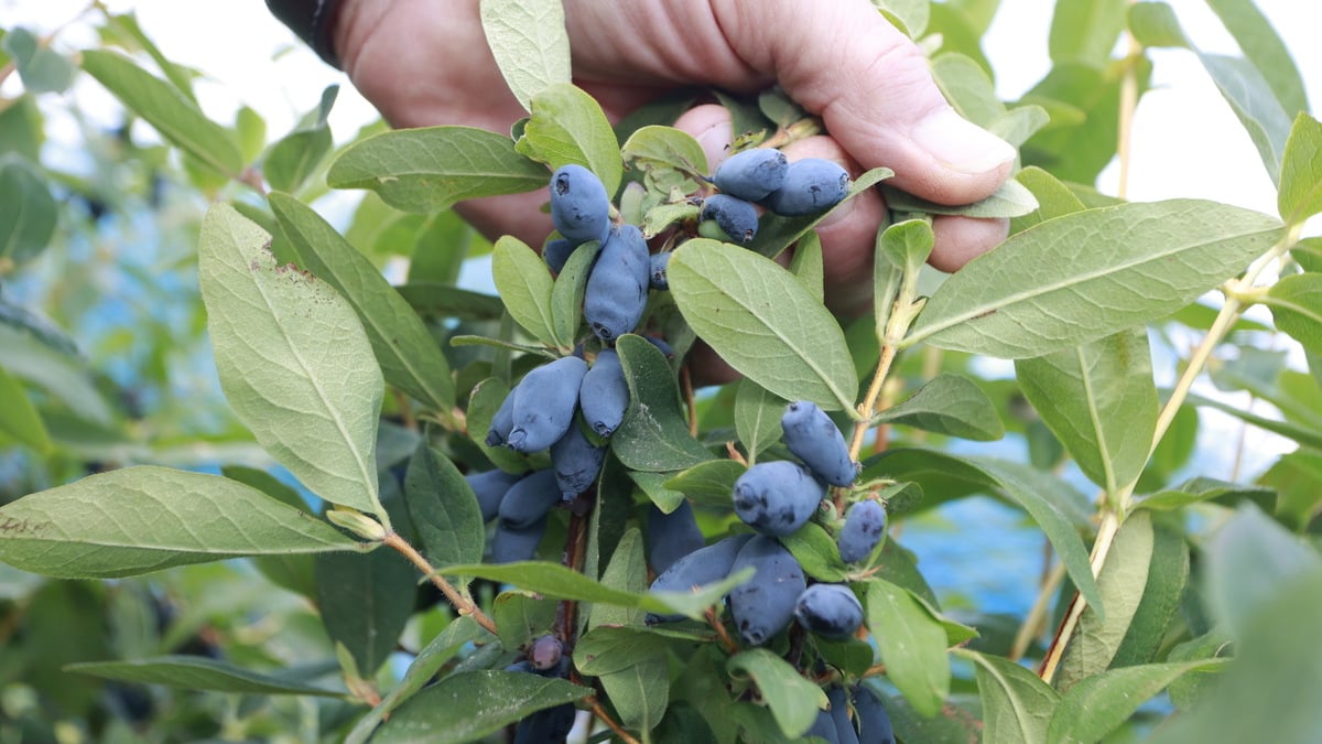 Ist die Sibirische Blaubeere das neue Superfood?