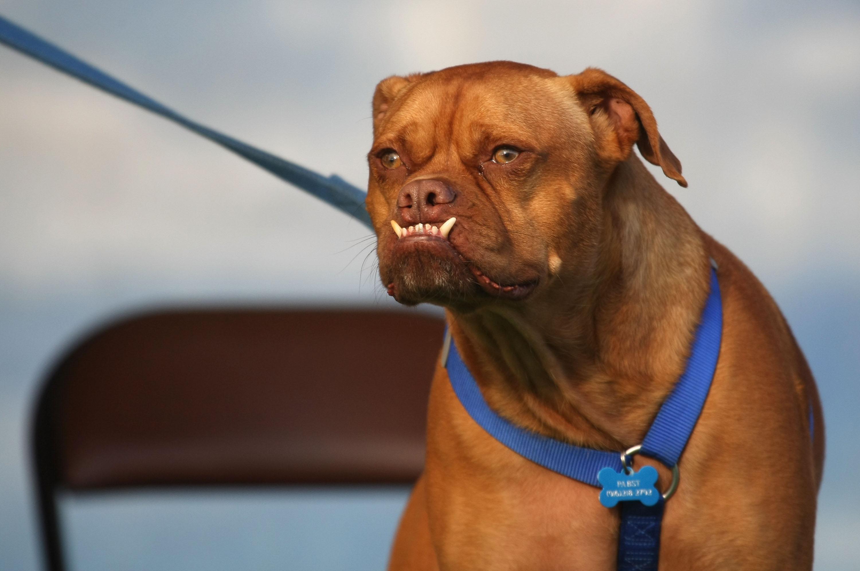 udmelding Fancy kjole person Pabst" ist der hässlichste Hund der Welt