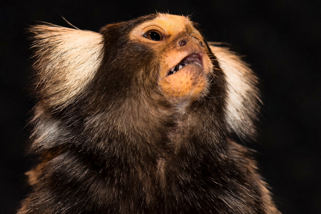 Ältester Menschenaffe der Welt tot: Was wir von Bonobo Margrit ..., حجم الصورة 1024x683