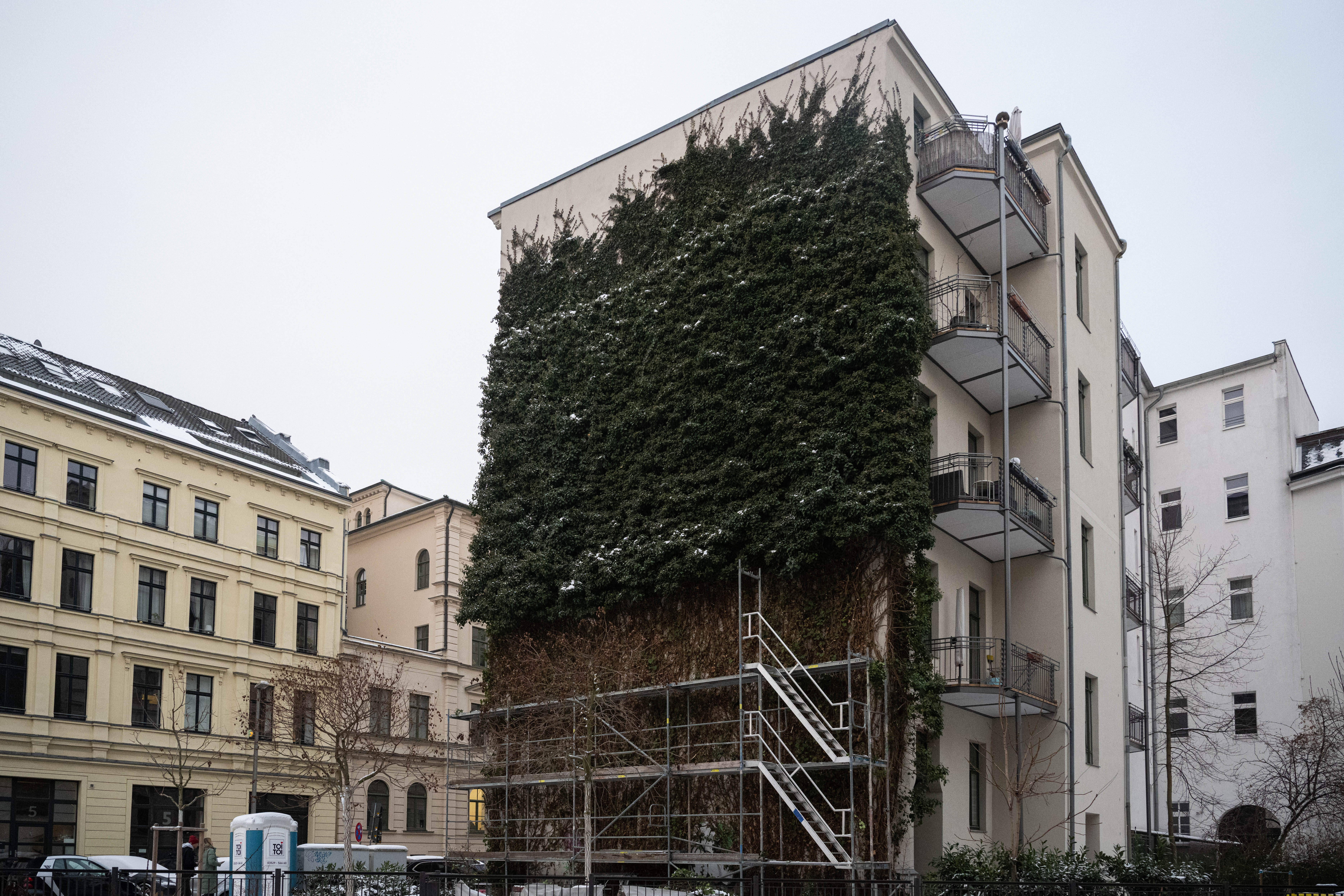 goldfruchtpalme lichtbedarf Die Goldfruchtpalme: Frisch & direkt an dich verschickt! Bloombox Club –  BloomBoxClub Austria