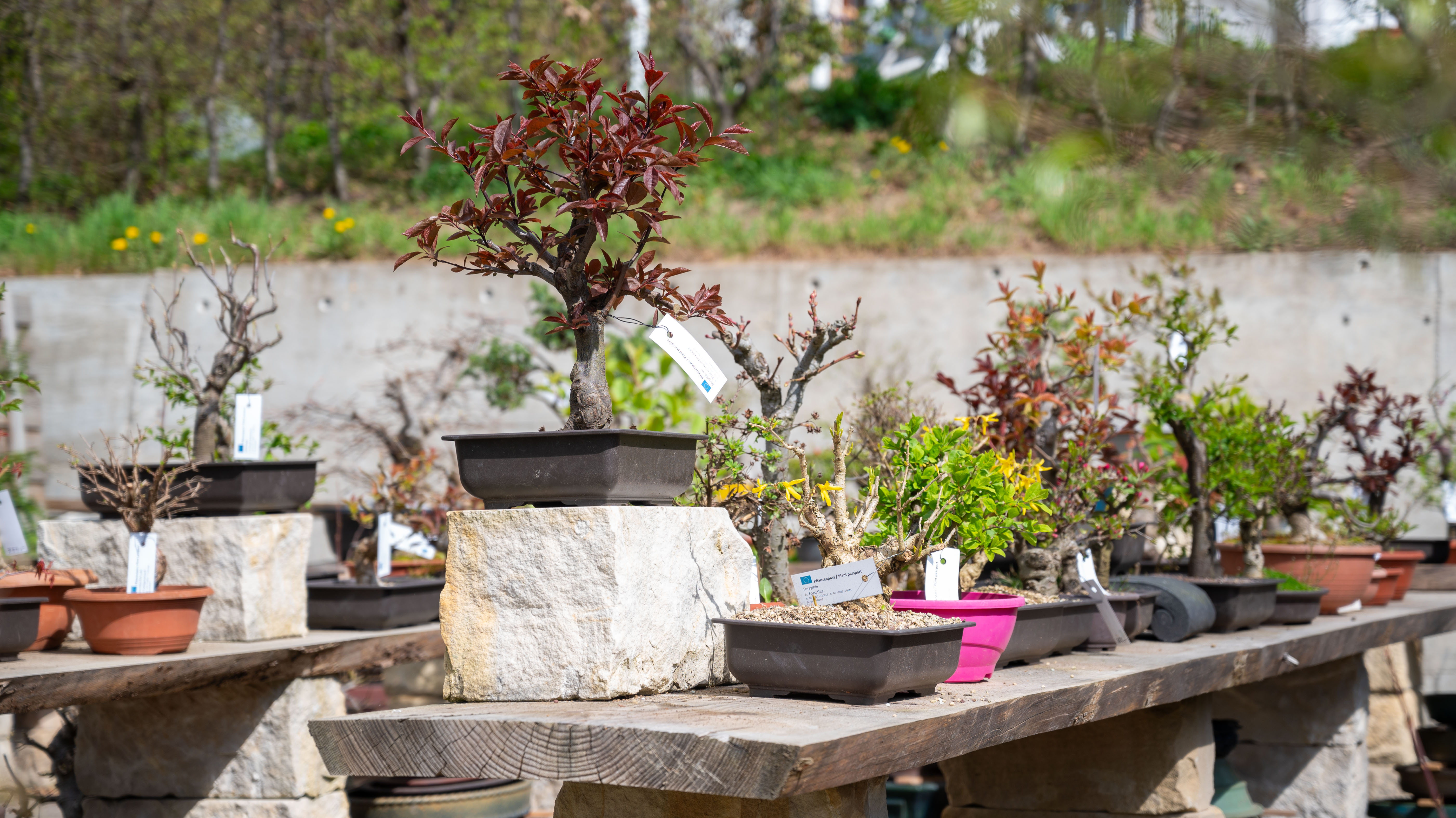 Dresdner Bonsai-Experte: Ich msste 120 Jahre werden, dann knnte ich  richtig schne Bume machen