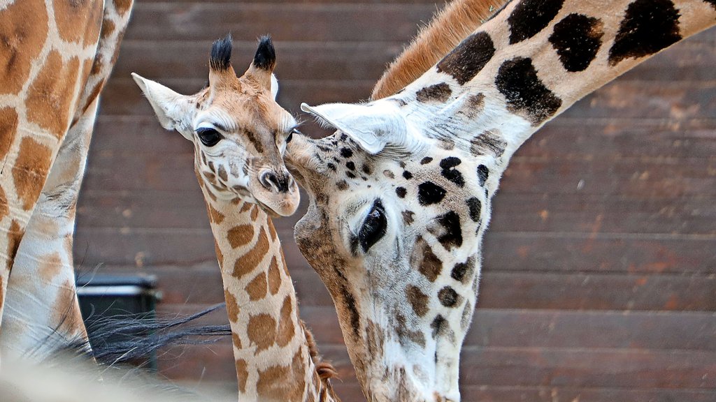 zeichnungen-von-giraffenbabys-seltene-geburt-giraffe-bringt