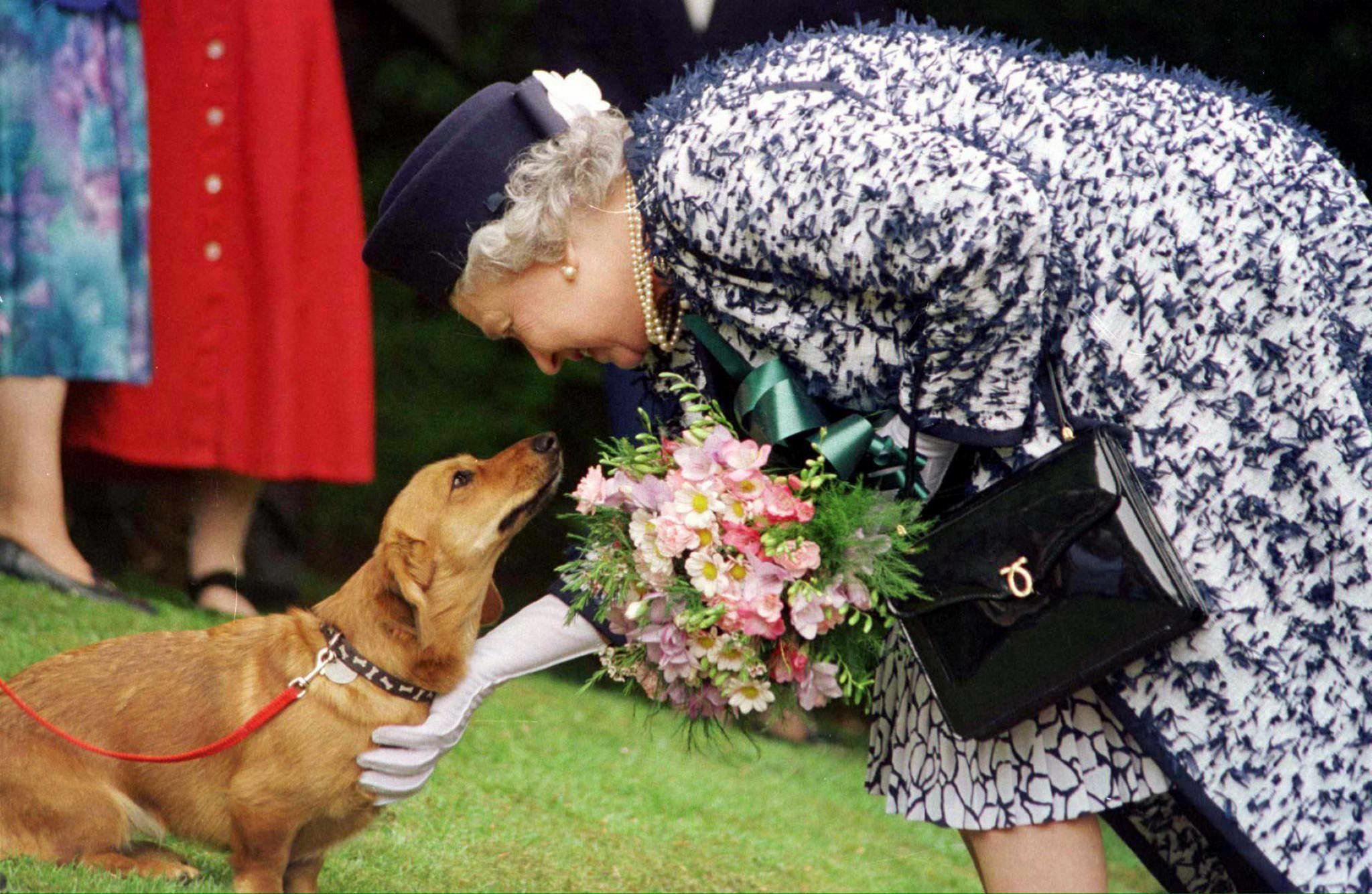 Die der Corgis Hunde als Teil waren britischen des 30 Königshauses Mehr Queen: