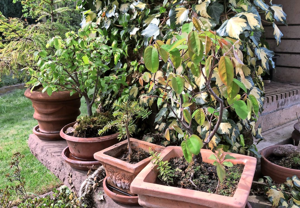 Rhumspringer Reinhard Koch zchtet Bonsai-Bume und ist Country-Fan