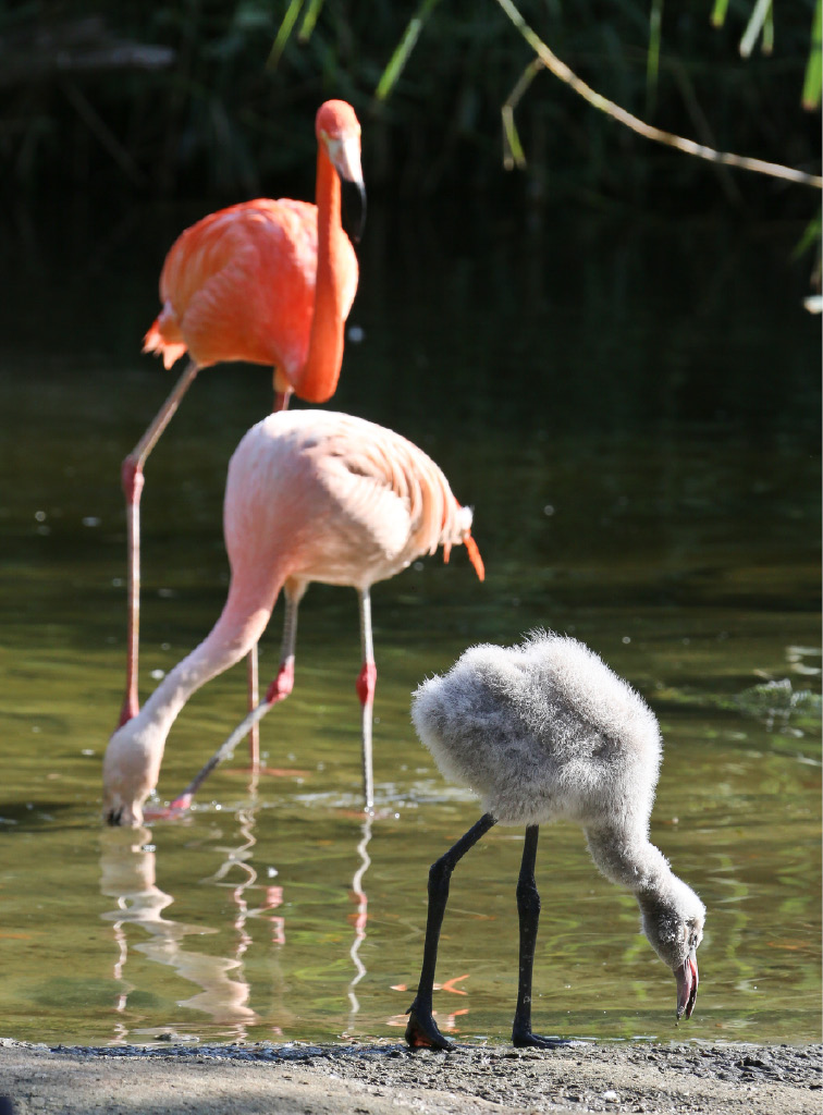 Flamingo-Nachwuchs im Zoo Hannover