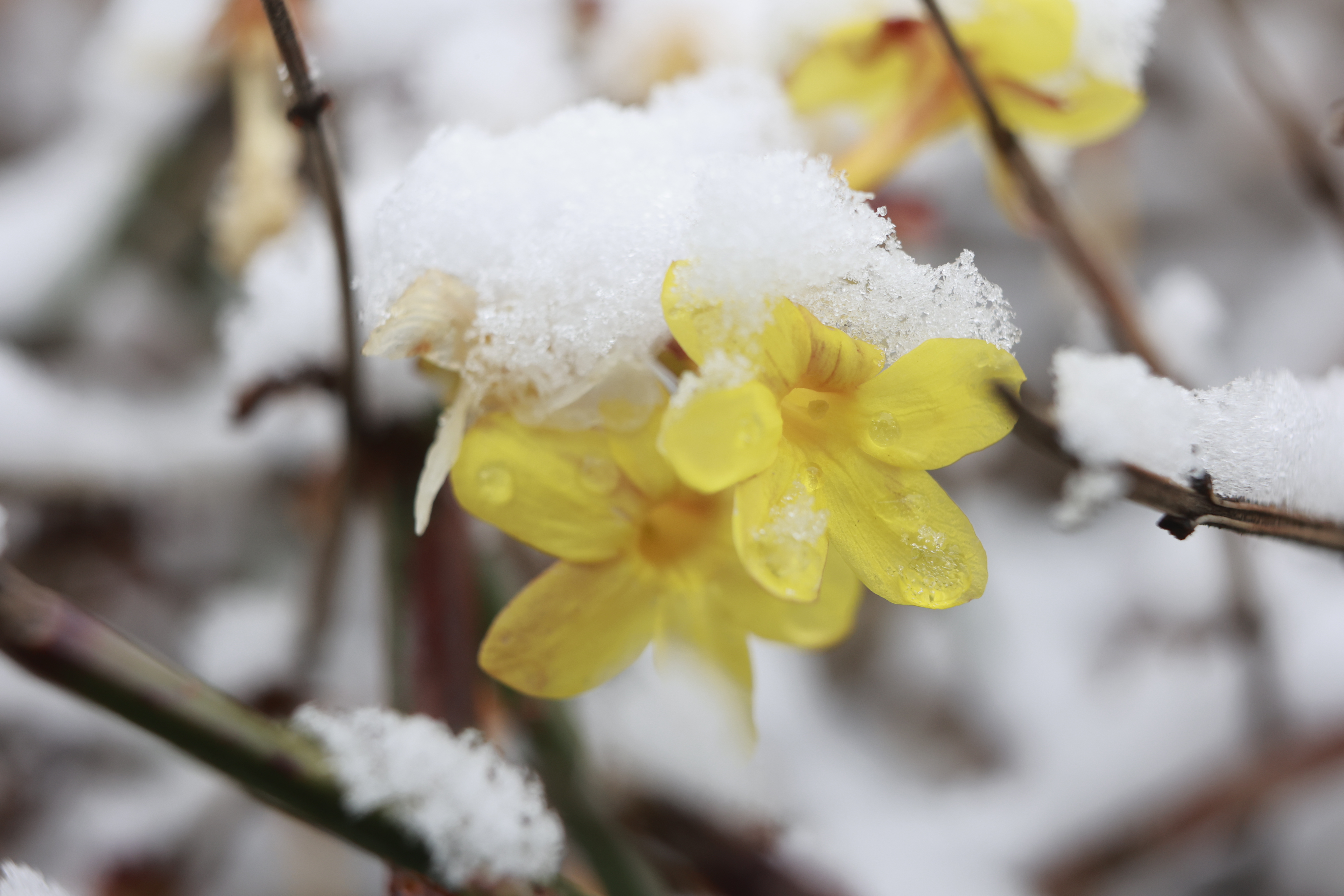 Schnee im März: Wann wird es endlich Frühling?