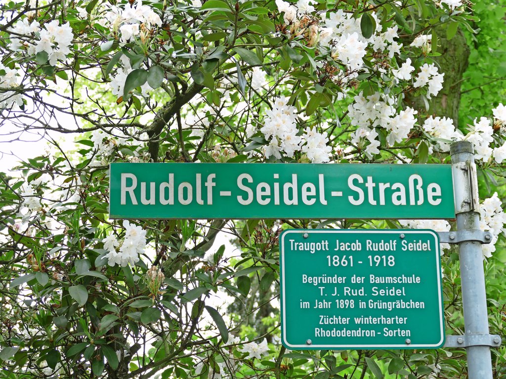 Grne Schtze: Bltenpracht im Rhododendronwald Grngrbchen