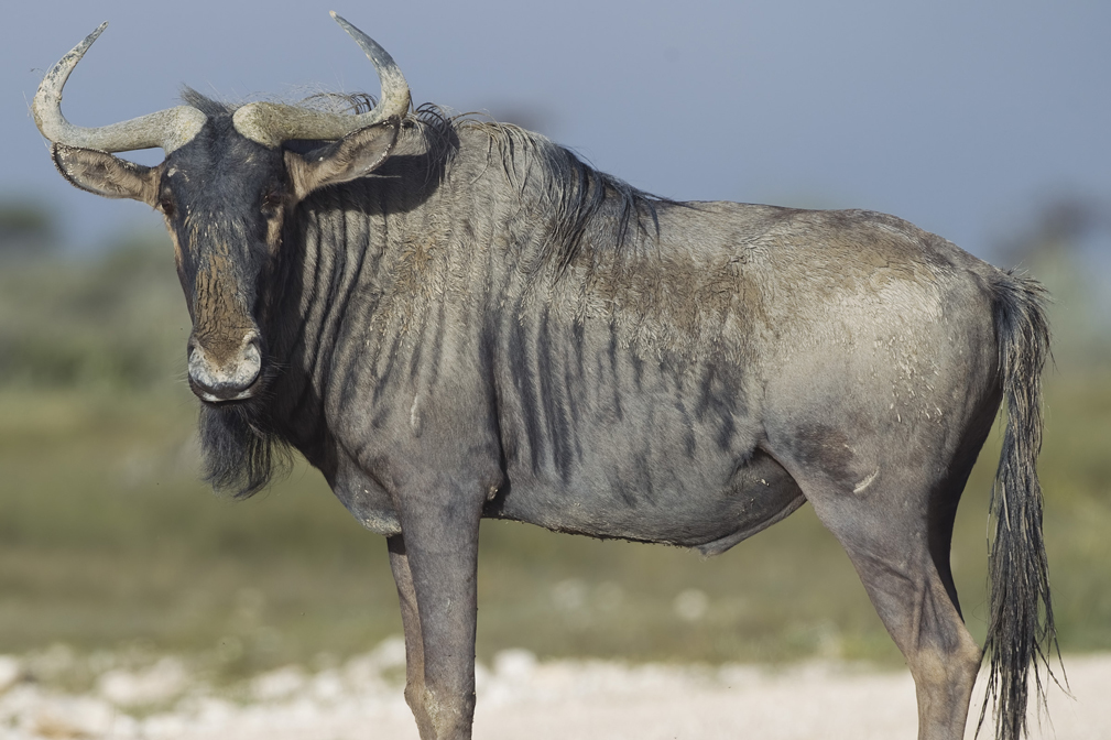 Das Gnu in uns allen