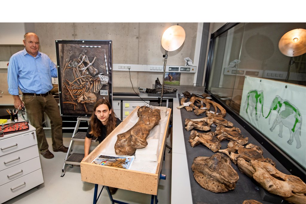 300.000 Jahre alt: Elefanten-Skelett in Niedersachsen freigelegt