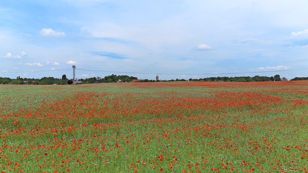 Terri yupqa bargli pion fidesini sotib oling Chuqur tomoq porno HD video