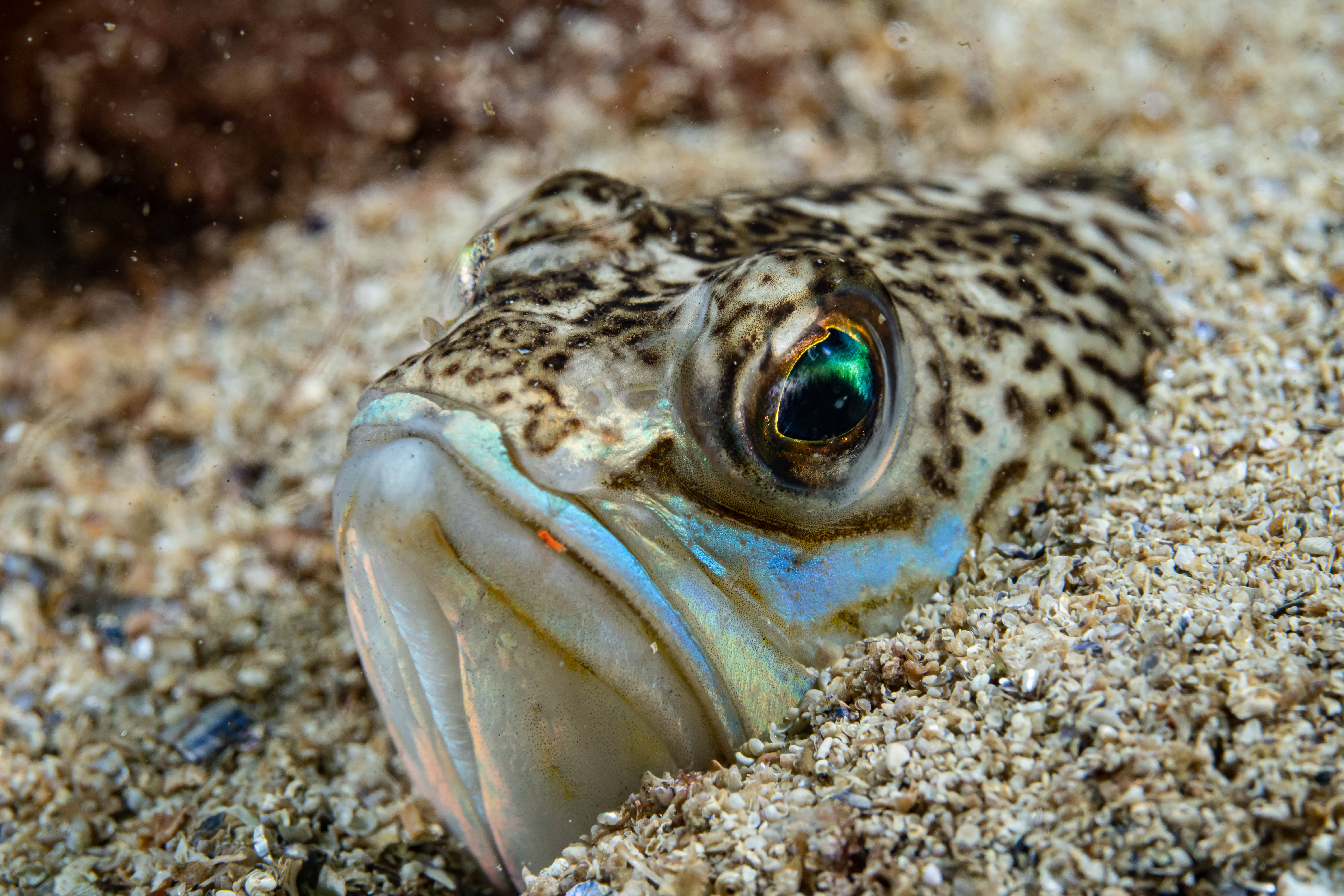 Dummer Dummer Fisch