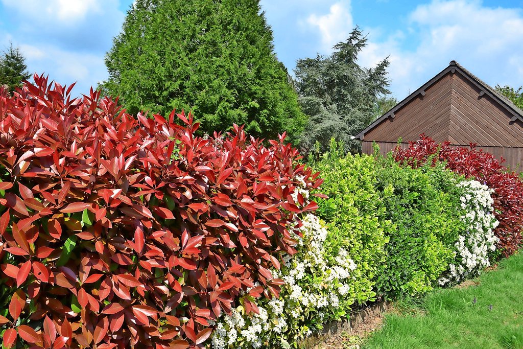 Wild oder getrimmt: Die richtige Hecke fr jeden Garten
