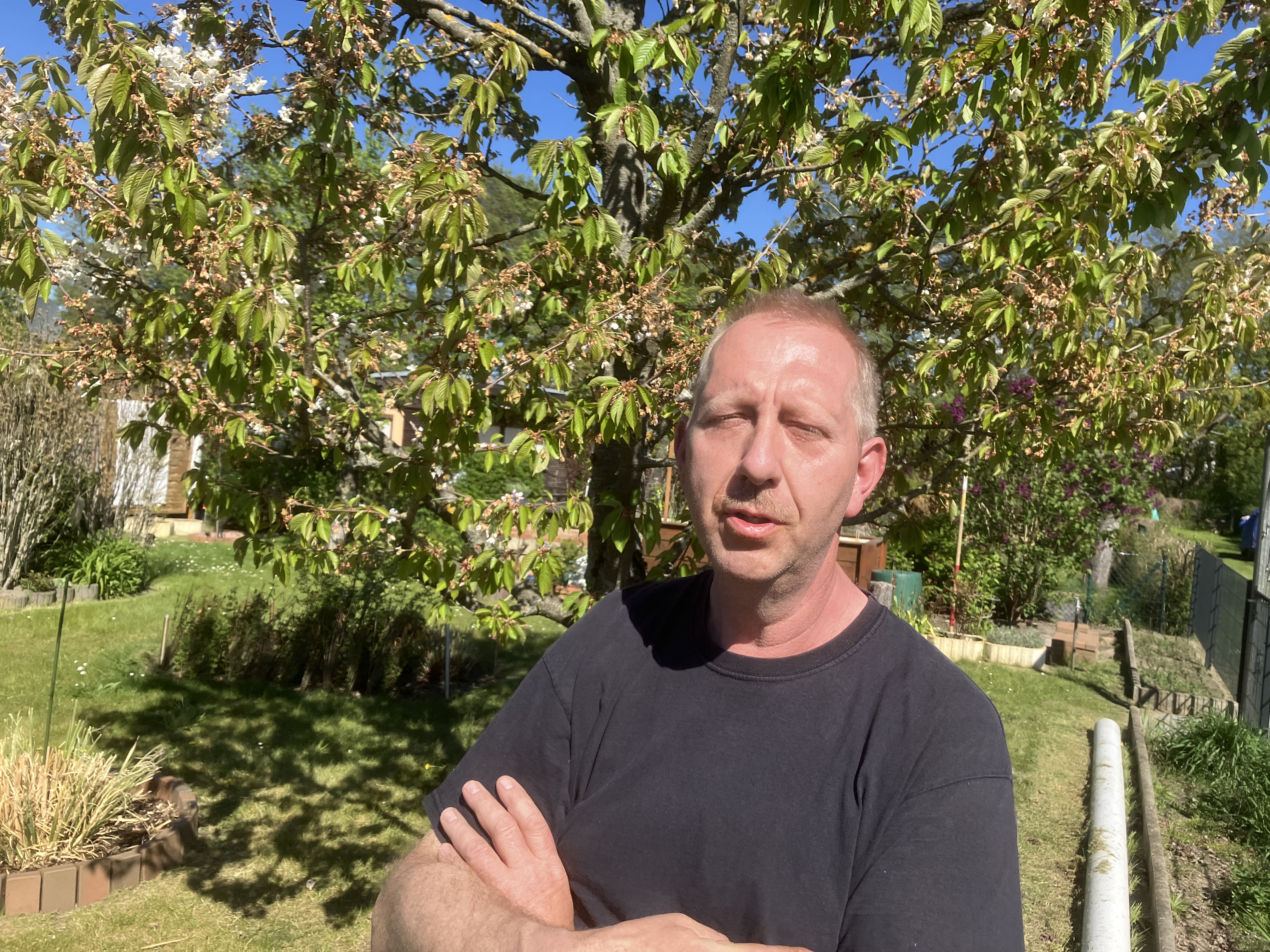 Thuja-Verbot in LDS: Kleingrtner mssen Hecken bis Februar 2027 entfernen