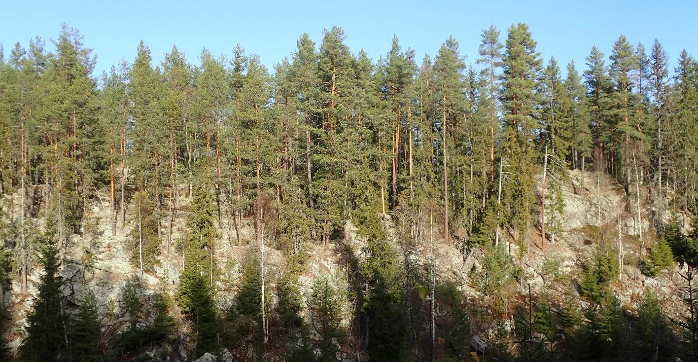 Det er nærmere 2.400 truede arter i Norge. Av dem lever om lag halvparten i skogene våre. I Follsjå-området i Notodden er det så langt funnet 85 rødlistearter. Likevel pågår det omfattende hogst i samme område.