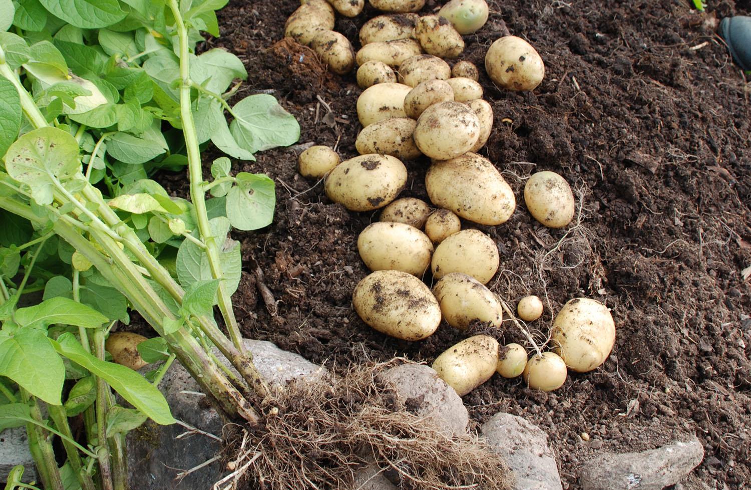 Bildet viser en potetplante som er tatt opp og poteter.