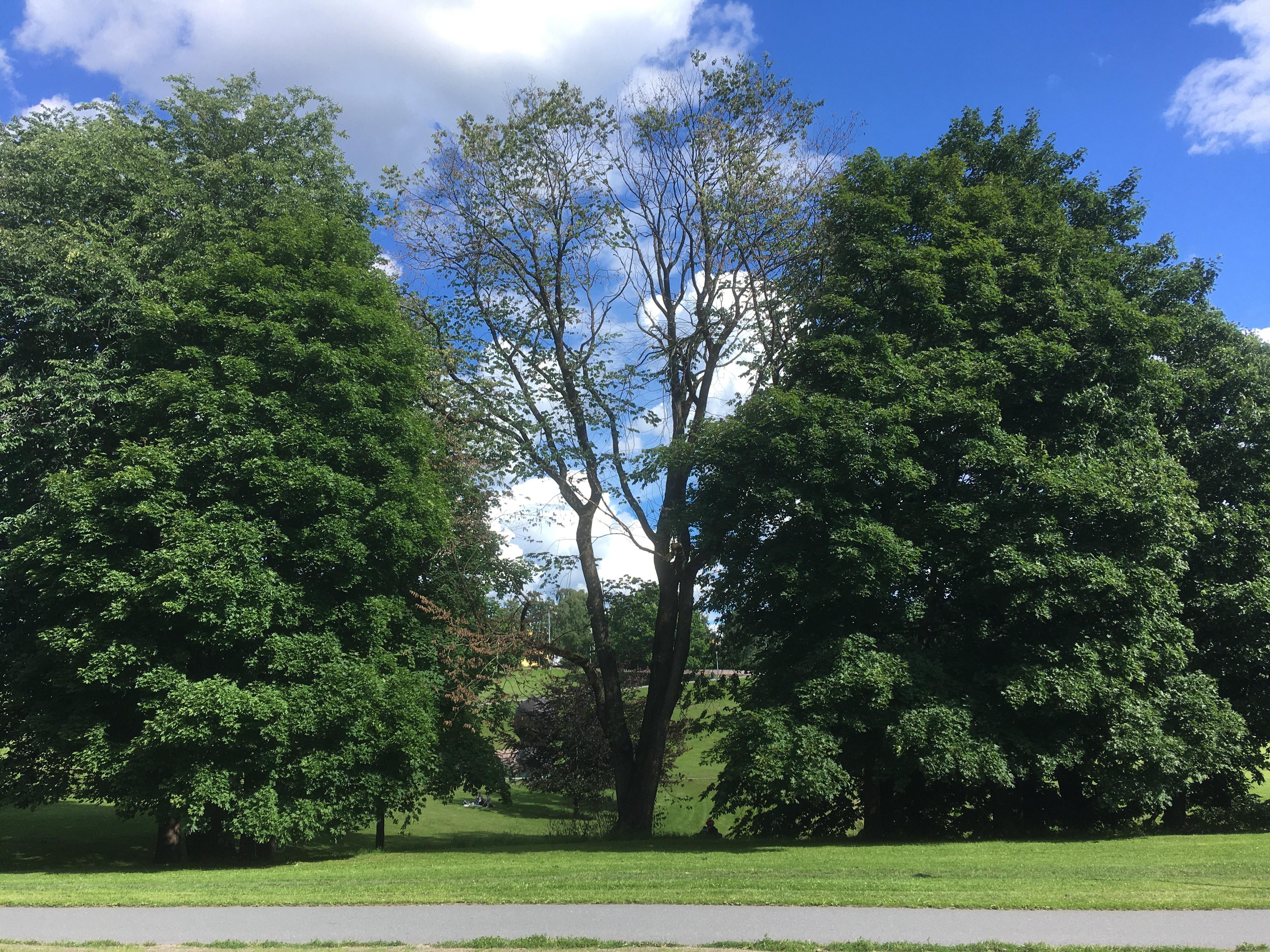 Blant annet i Torshovdalen har Bymiljøetaten i Oslo kommune registrert trær som skranter, trolig som følge av den langvarige tørken for rammet store deler av Norge for to år siden.