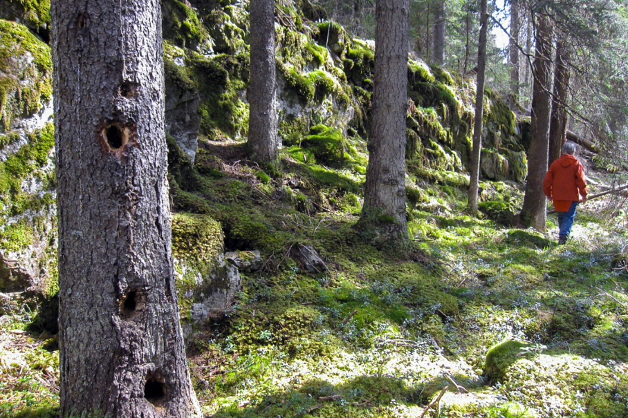 Også dette området sør for Eriksvann er omfattet av planene om nasjonalpark i Østmarka.