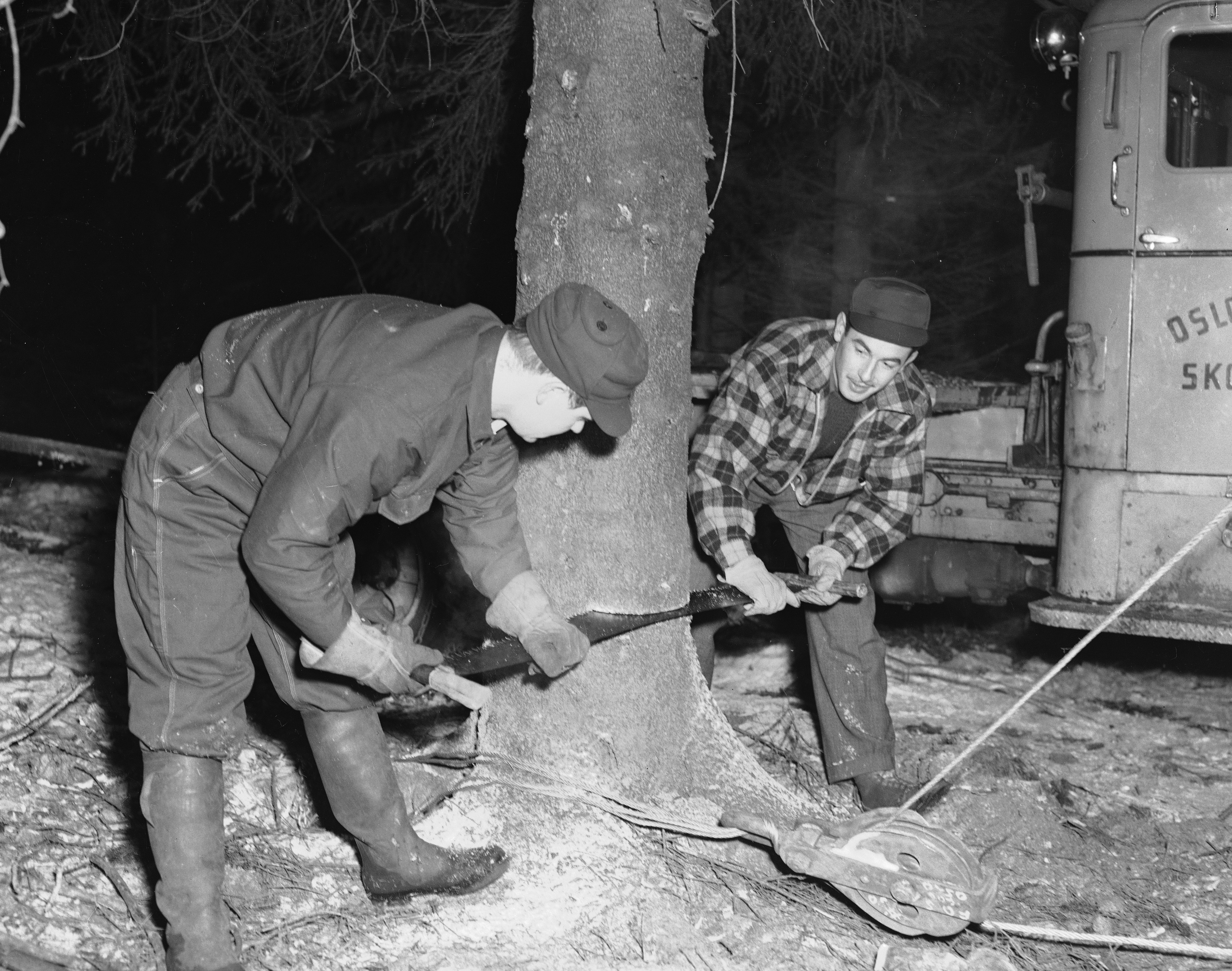 JULEGRAN: Hvert år blir en stor julegran sendt fra Oslo til Trafalgar Square i London. Her fra fellingen i 1952. Hvilket år ble en denne tradisjonsrike gaven gitt første gang? Foto: NTB