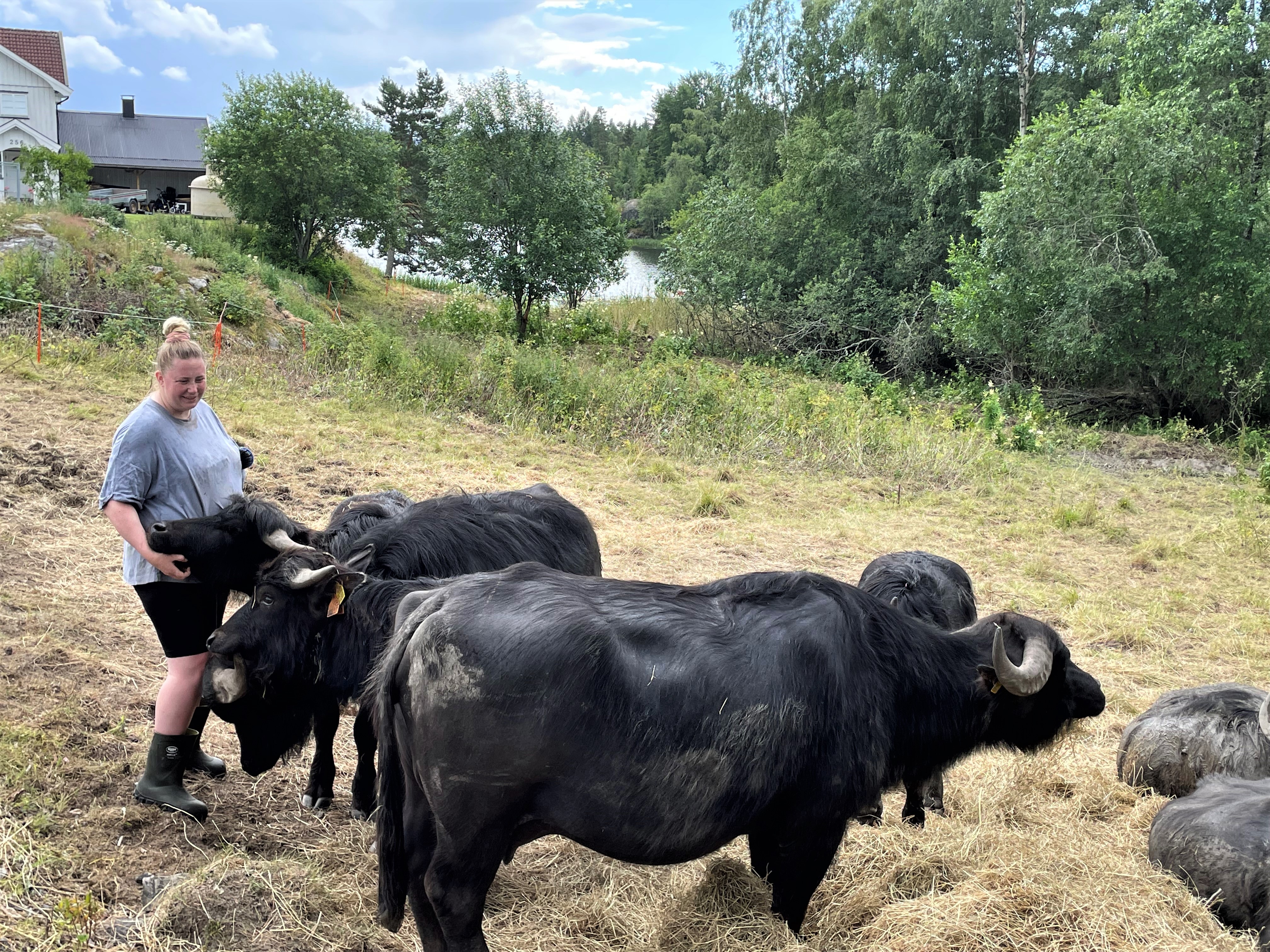 – Vannbøfler er vennligsinnede og ekstremt kosete, smiler Thea Haugerud på Ørken gård.