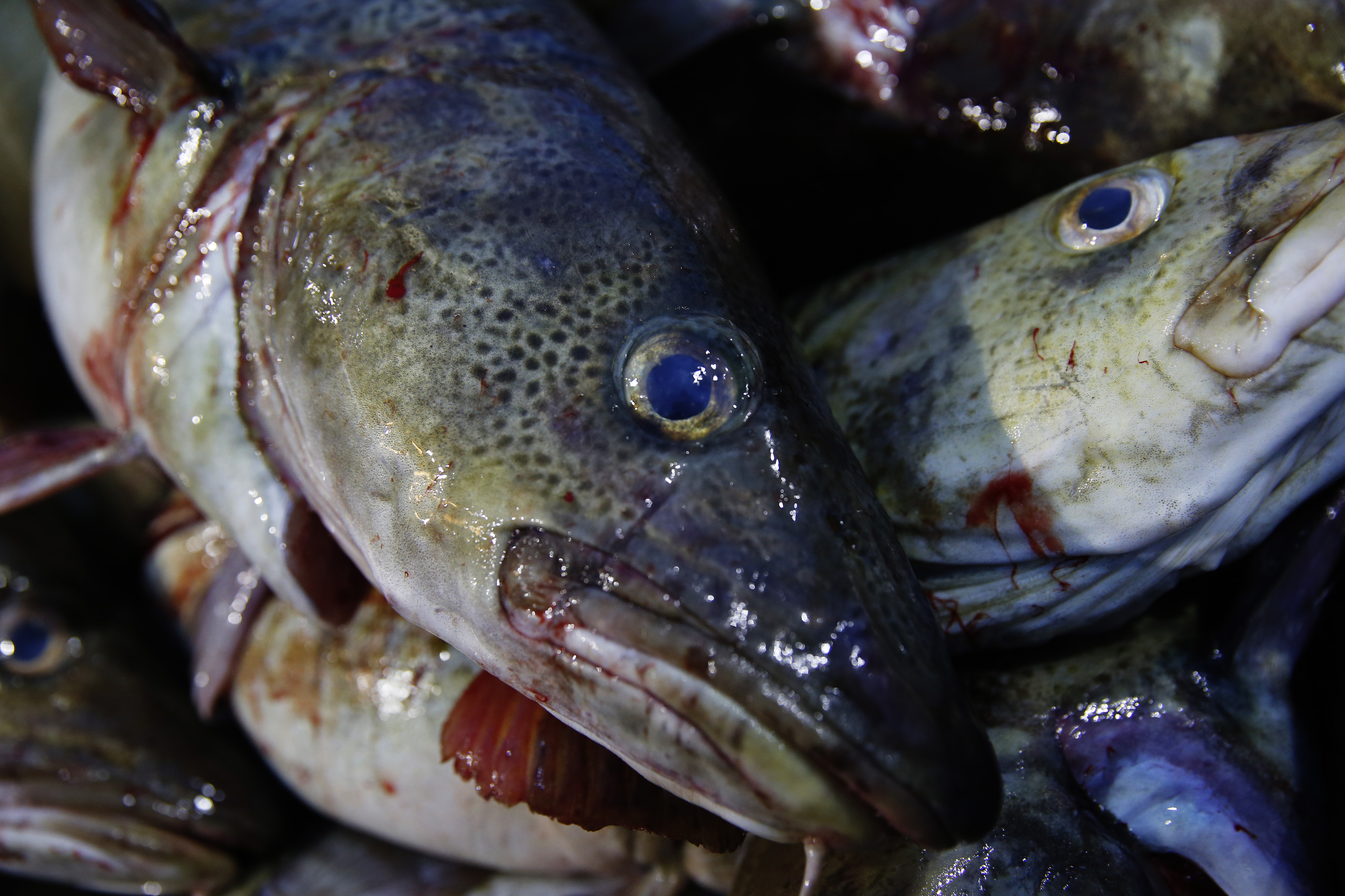 Det er primært hvitfisk av typen torsk (bildet), sei, hyse og kveite, tollerne kommer over. De aller fleste beslagene er av torskefilet.