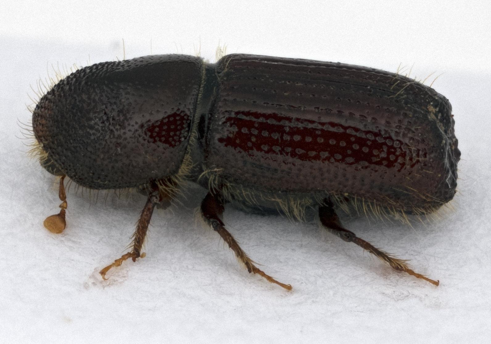 Denne barkbillen med navnet Orthotomicus longicollis, er en av rødlisteartene som er blitt funnet i Follsjå-området i Notodden, hvor Naturvernforbundet nå ønsker at store skogsområder skal bli vernet.