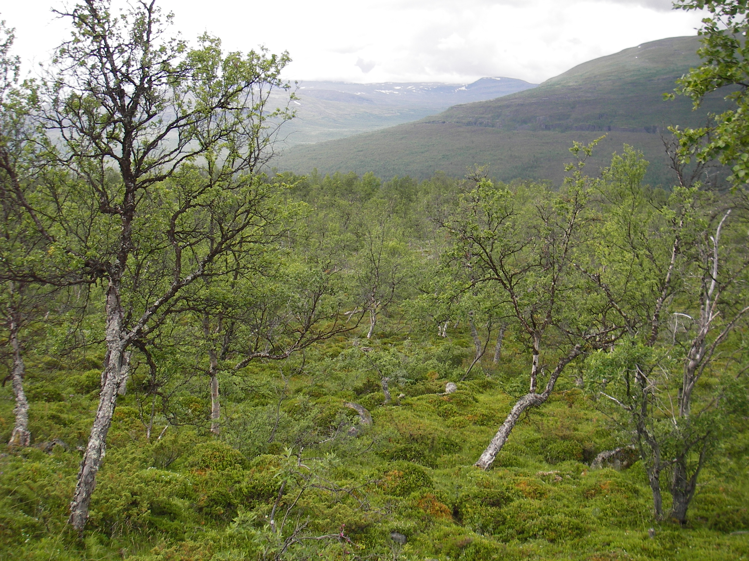 17 skogområder i store deler av landet har vært under lupen i inntil 30 år. Forskernes funn er på mange vis nedslående. Bildet viser TOV-området i Dividalen i Troms.