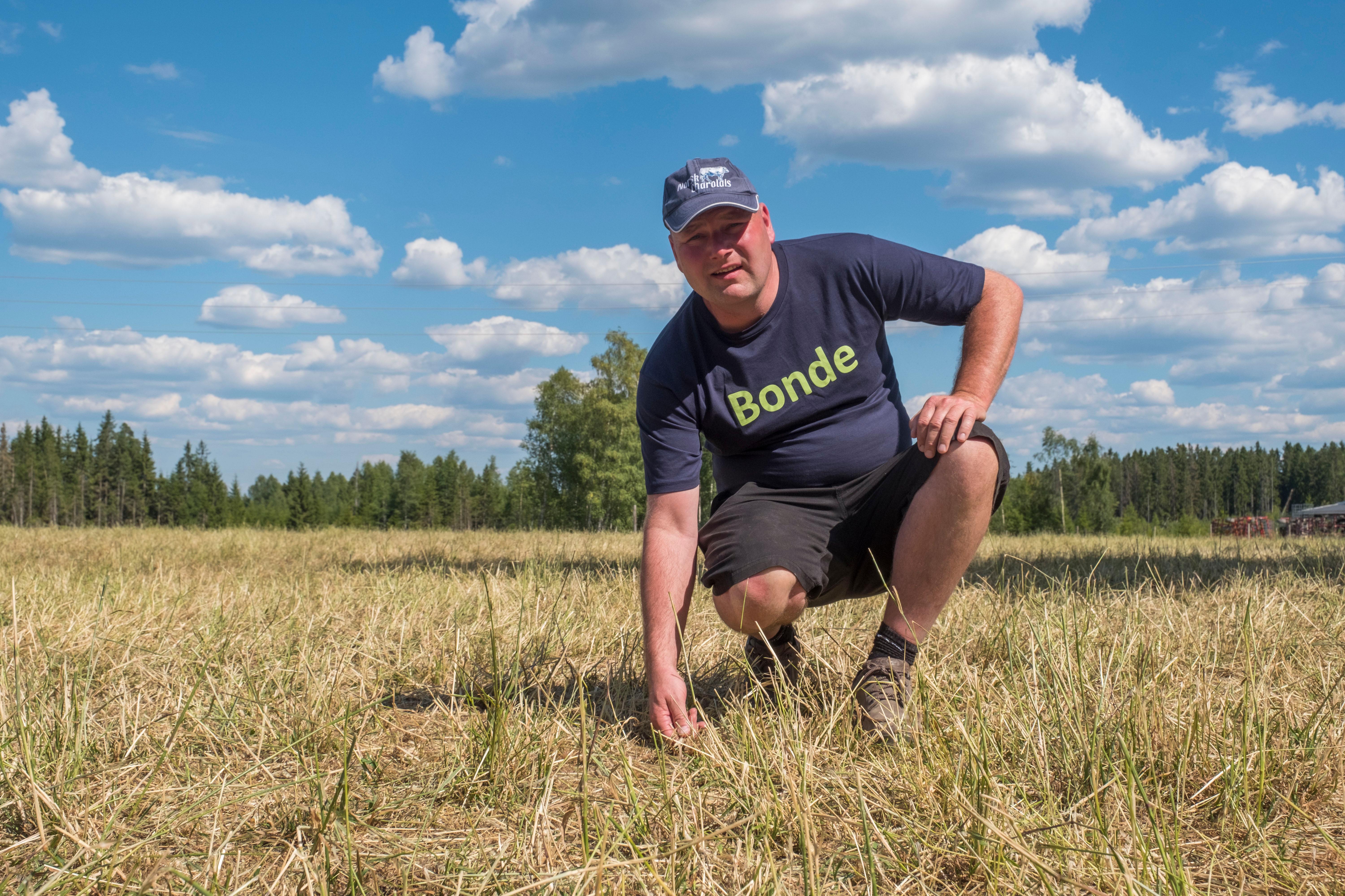 Aurskog Høland  20180703.
Ståle Hansen driver med ammeku på Aurskog Høland. Hansen sliter nå med dårlige fravlinger som følge av tørken. Nå vurderer han å sende dyr til slakt på grunn av fôrmangelen. Gresset er helt svidd ned.
Foto: Tor Erik Schrøder / NTB scanpix