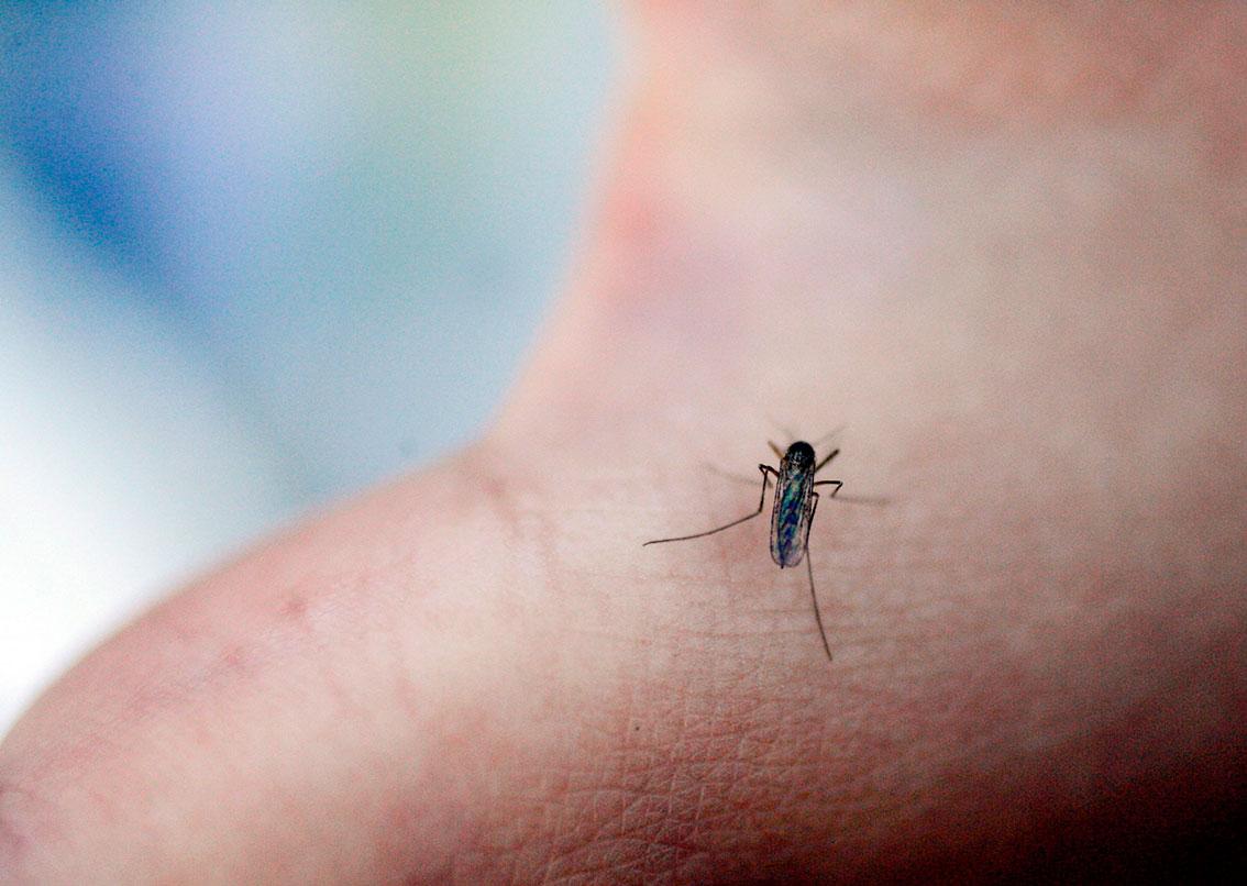 Har du merket at det er mer mygg i år?