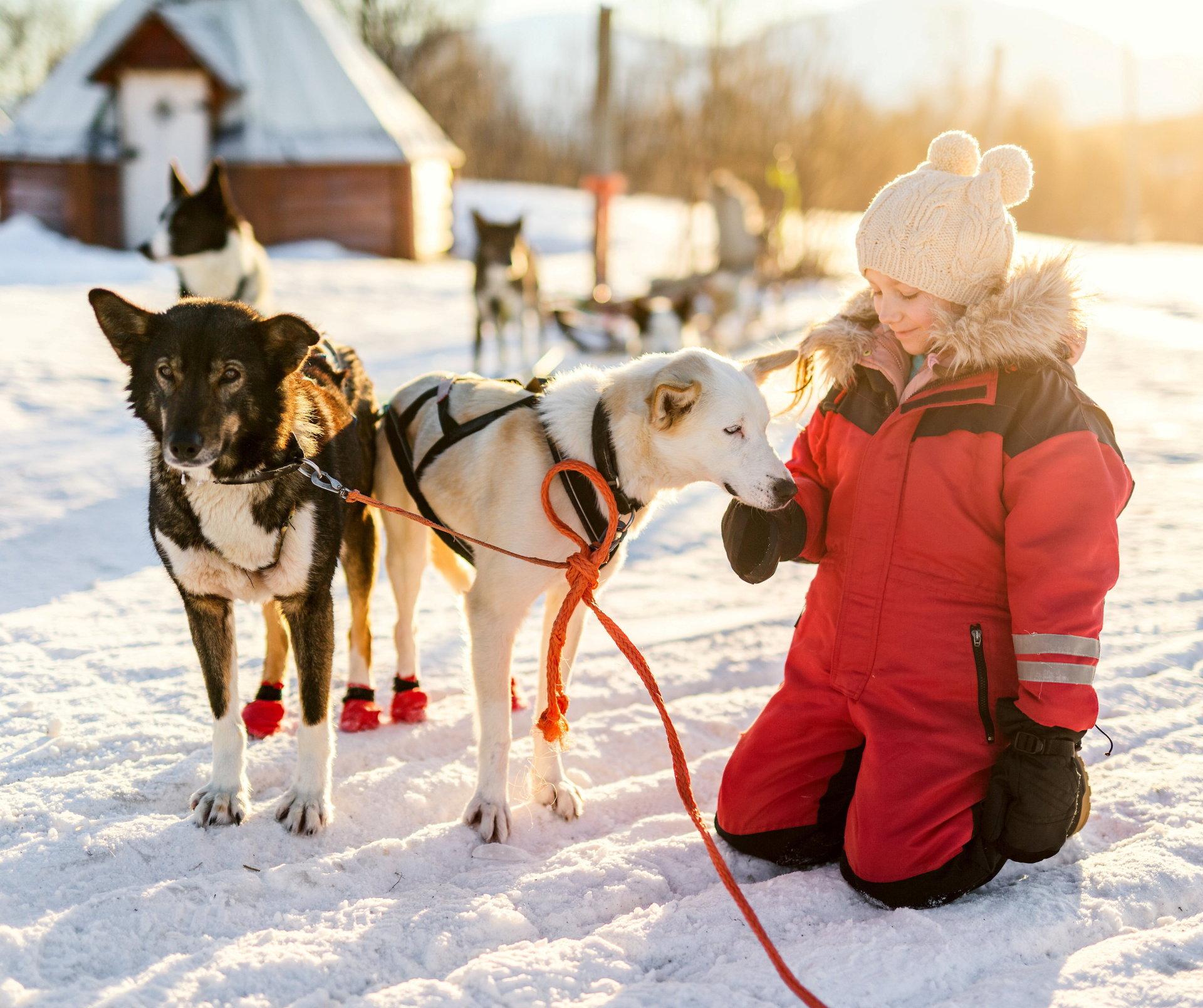 Mange steder i Finnmark finnes det muligheter for å kjøre med hundespann. Illustrasjonsfoto: Shutterstock/NTB