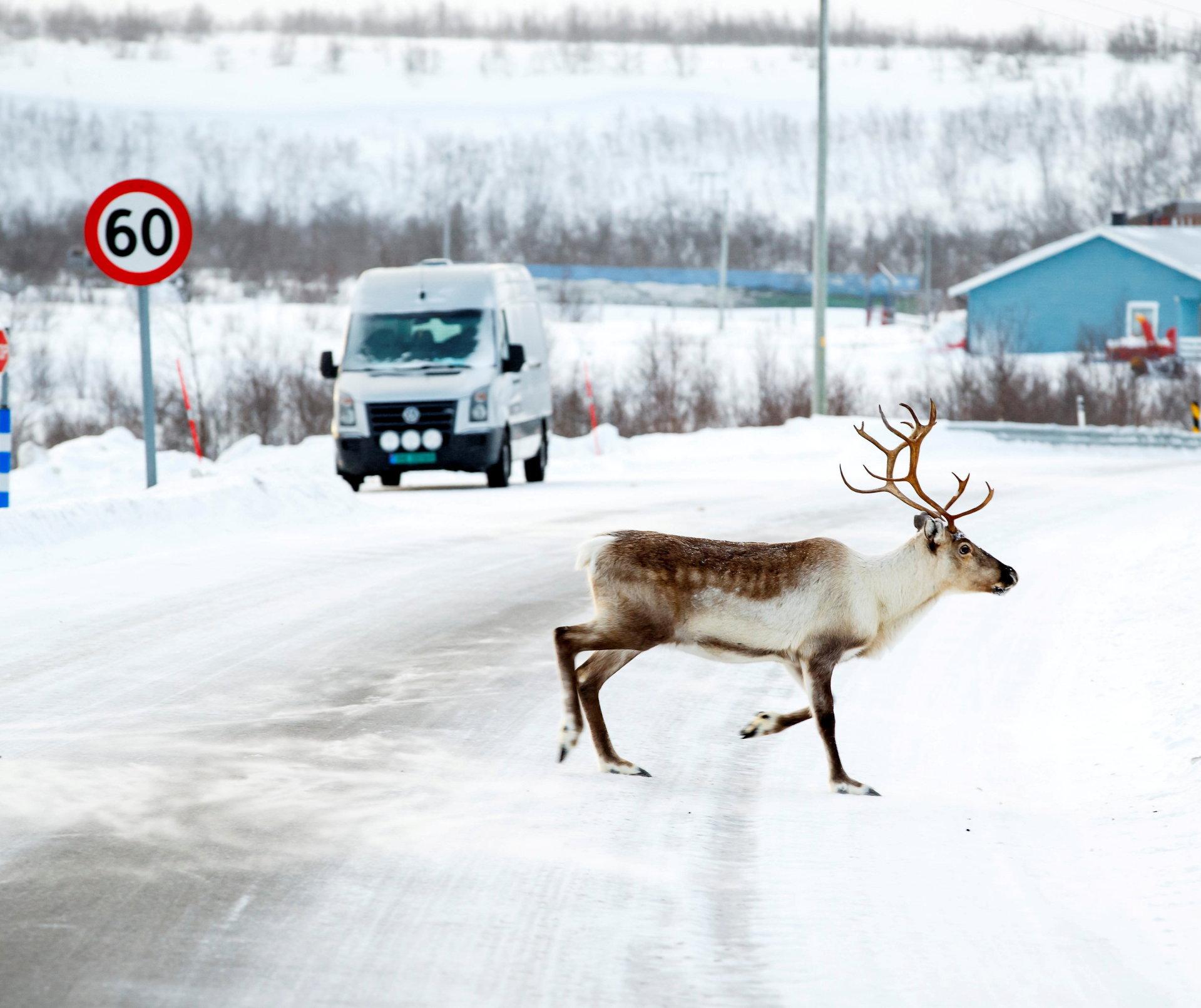 Du må ikke alltid dra på safari på vidda for å se reinsdyr …
Foto: Heiko Junge/NTB