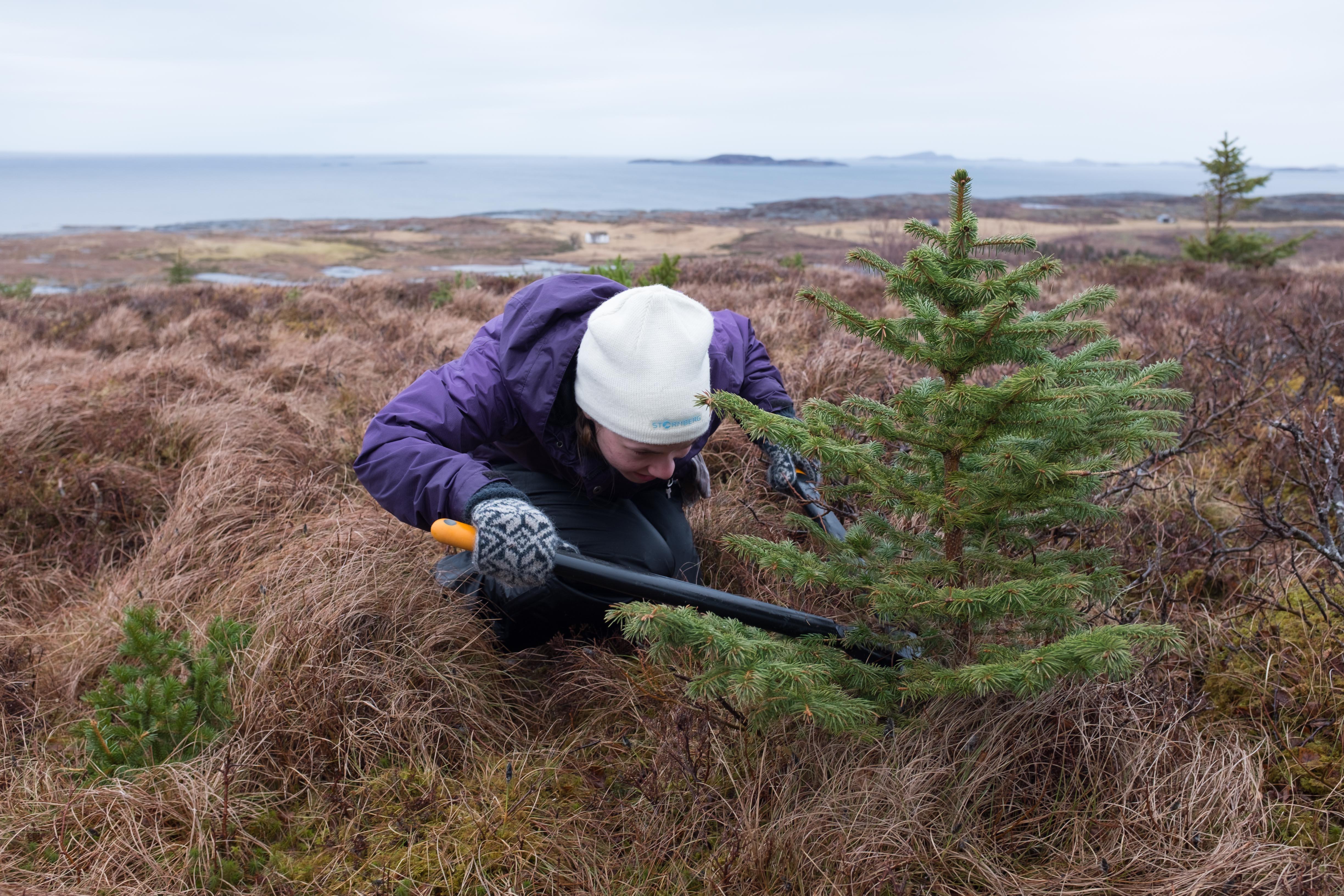 Store beløp bevilges til fjerning av sitkagran, også kjent som pøbelgran. Det monner likevel lite så lenge det fortsatt plantes ut titusenvis av nye sitkagran. Bildet er tatt under en granfjerningsdugnad på Stokkøya i Trøndelag.