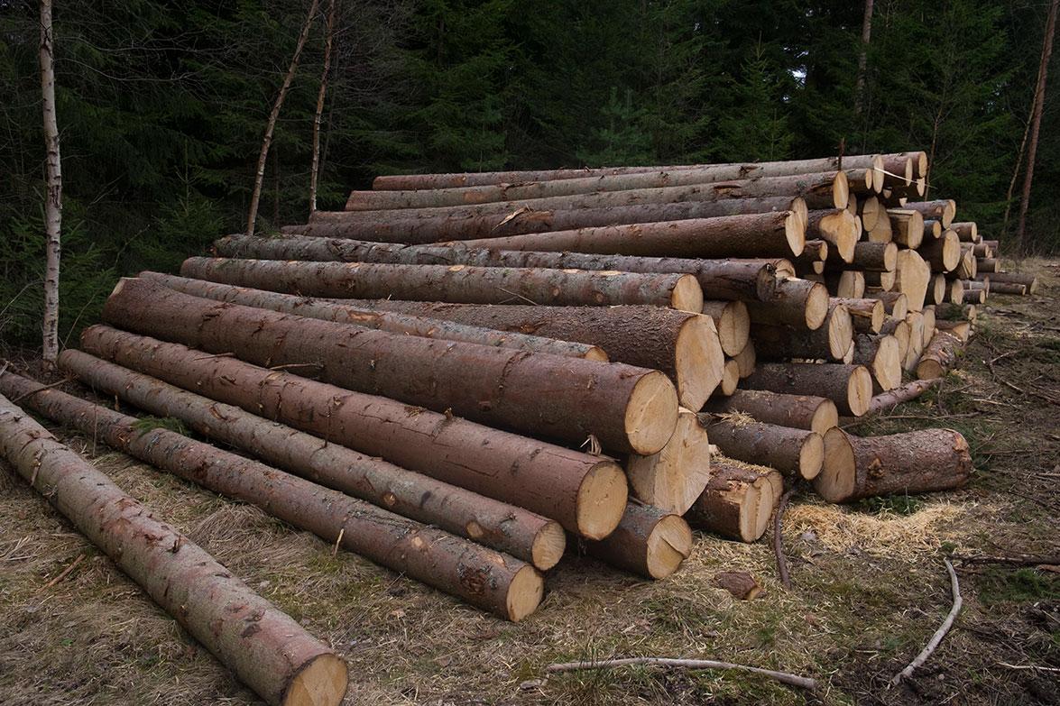 Bildet viser tømmerstokker som skal brukes til å lage bio-diesel i Audnendal i Vest-Agder. Skogbruk er en av tingene som har størst følger for miljøet på land.