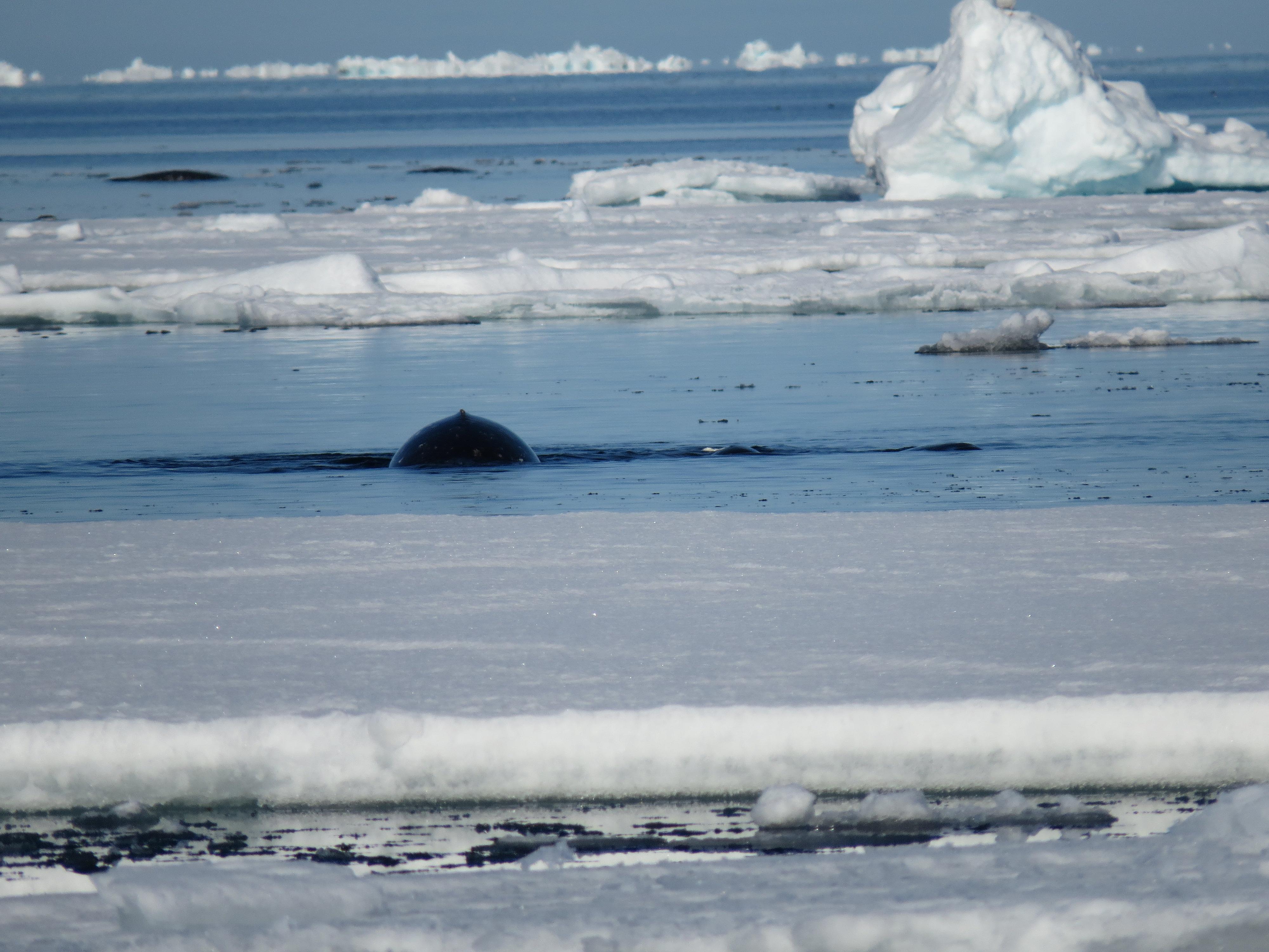 A Narwhal surfaces near sea ice floe edge, Pond Inlet, Nunavut, Canada.