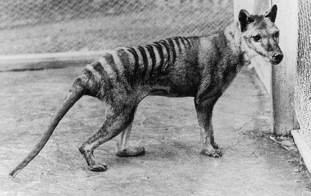 Den tasmanske tigeren liknet en krysning mellom ulv, rev og katt - men ulikt disse hadde den også en pung til avkommet, slik kenguruen har. Det aller siste individet, Benjamin, led av omsorgssvikt i fangenskap, og døde i 1936.