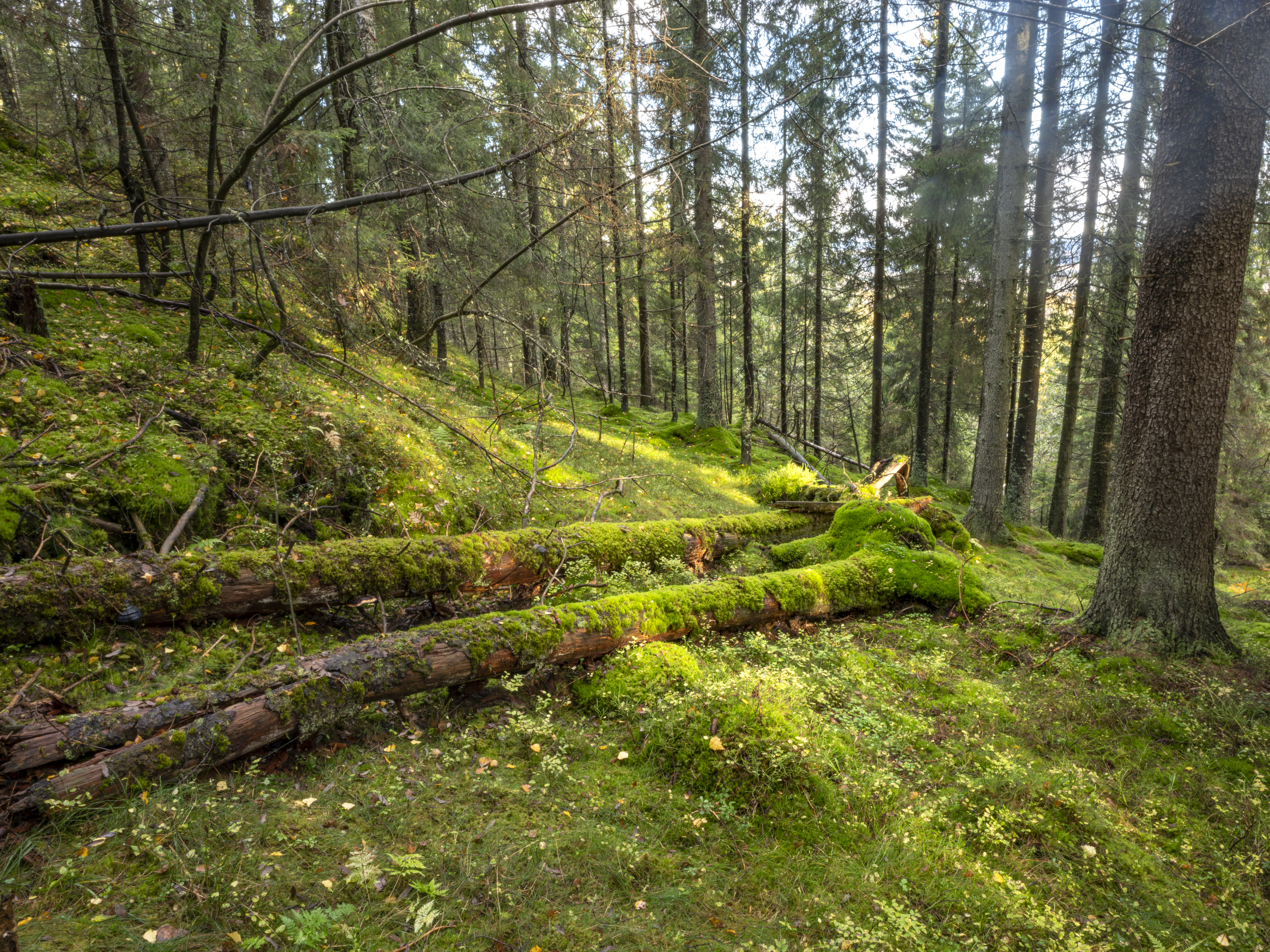 Hogst av gammel skog ved Marikollen, Fjerdingbyhøgda i Rælingen