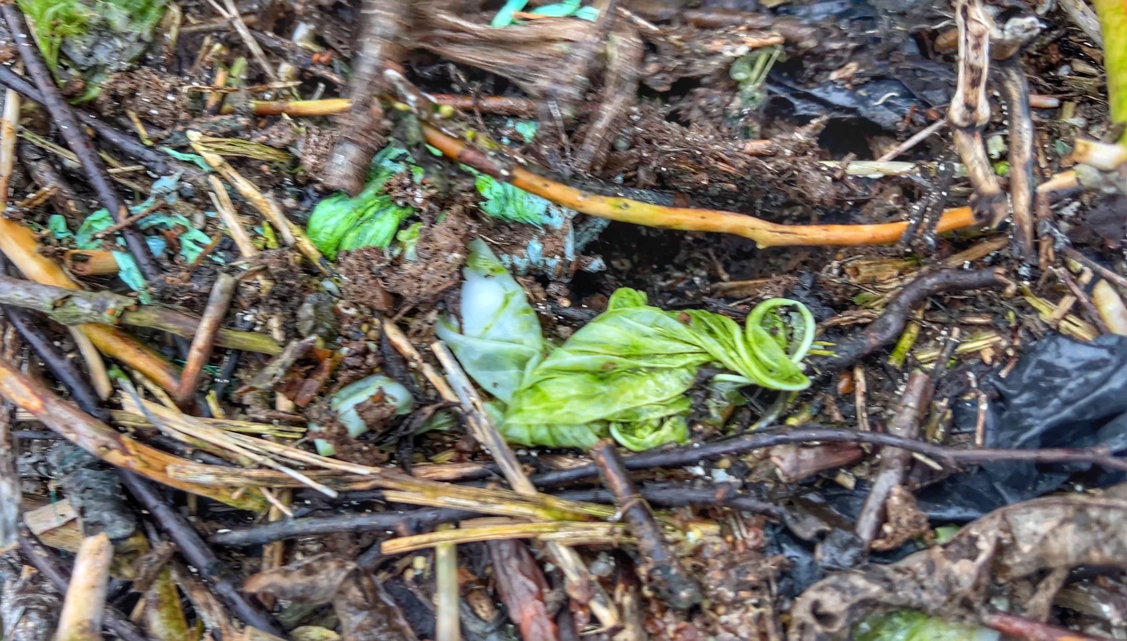 Hundebæsjeposer og kondomer var blant materialene skarven har valgt å bruke til å bygge redene sine i naturreservatet.