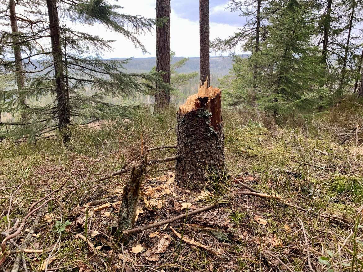 I Østmarka utenfor Oslo fant Statens naturoppsyn dette beviset på ulovlig hogst.