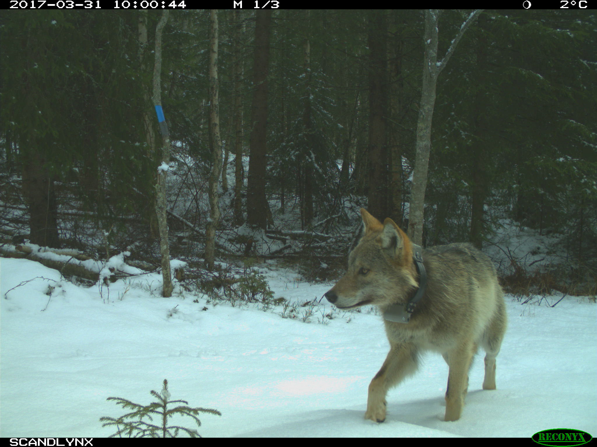 Bildet er av en ulv som er fanget på viltkamera i 2017. Foto: viltkamera.nina.no
