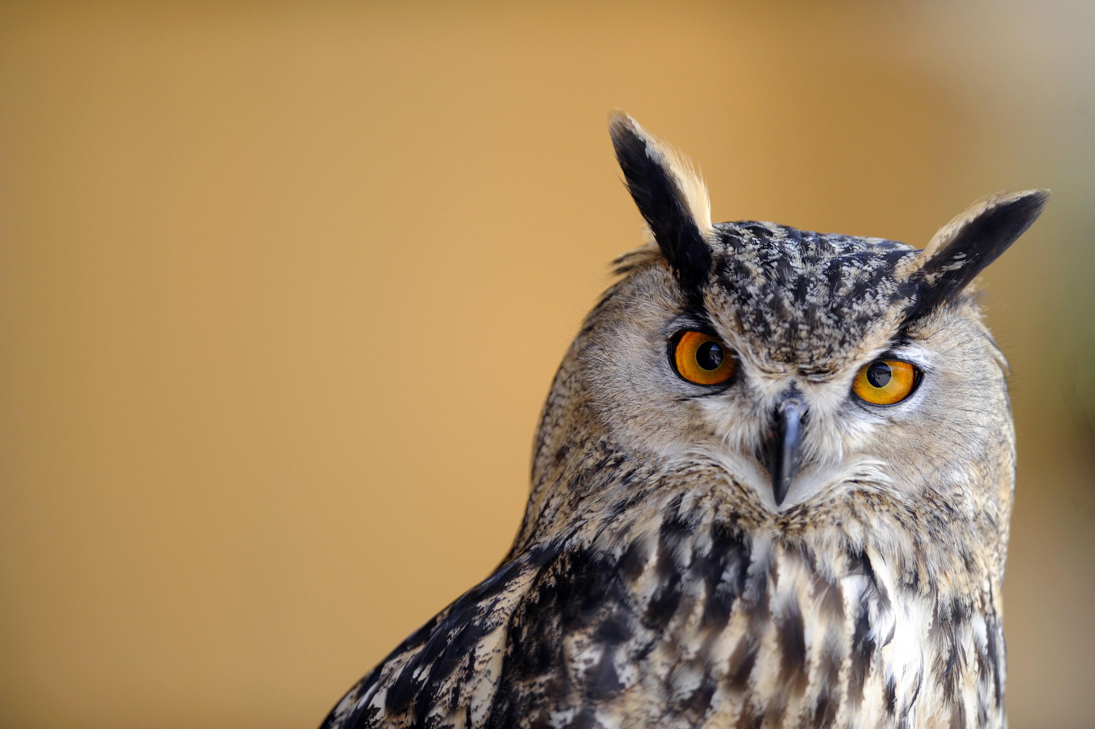 (FILES) -- A file picture taken on April 21, 2011 shows a Eurasian eagle owl, also called European eagle owl, at a zoo in Amneville. A rogue European eagle owl that has terrorised the Dutch city of Purmerend, north of Amsterdam, for the past year, forcing citizens to arm themselves with umbrellas at night, has finally been caught, officials announced on March 13, 2015.  AFP PHOTO / JEAN-CHRISTOPHE  VERHAEGEN