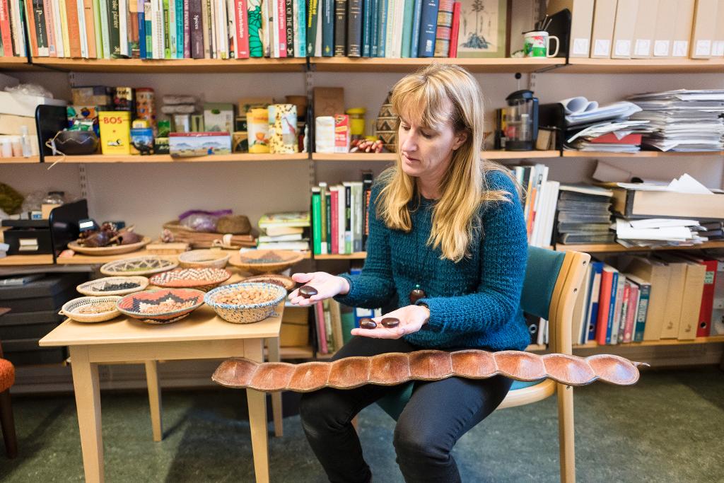 Charlotte Sletten Bjorå forteller at slike brune, tørkede, lange belger har kommet drivende til Norge på havet. Mange steder kalte folk bønnene for vettenyrer.