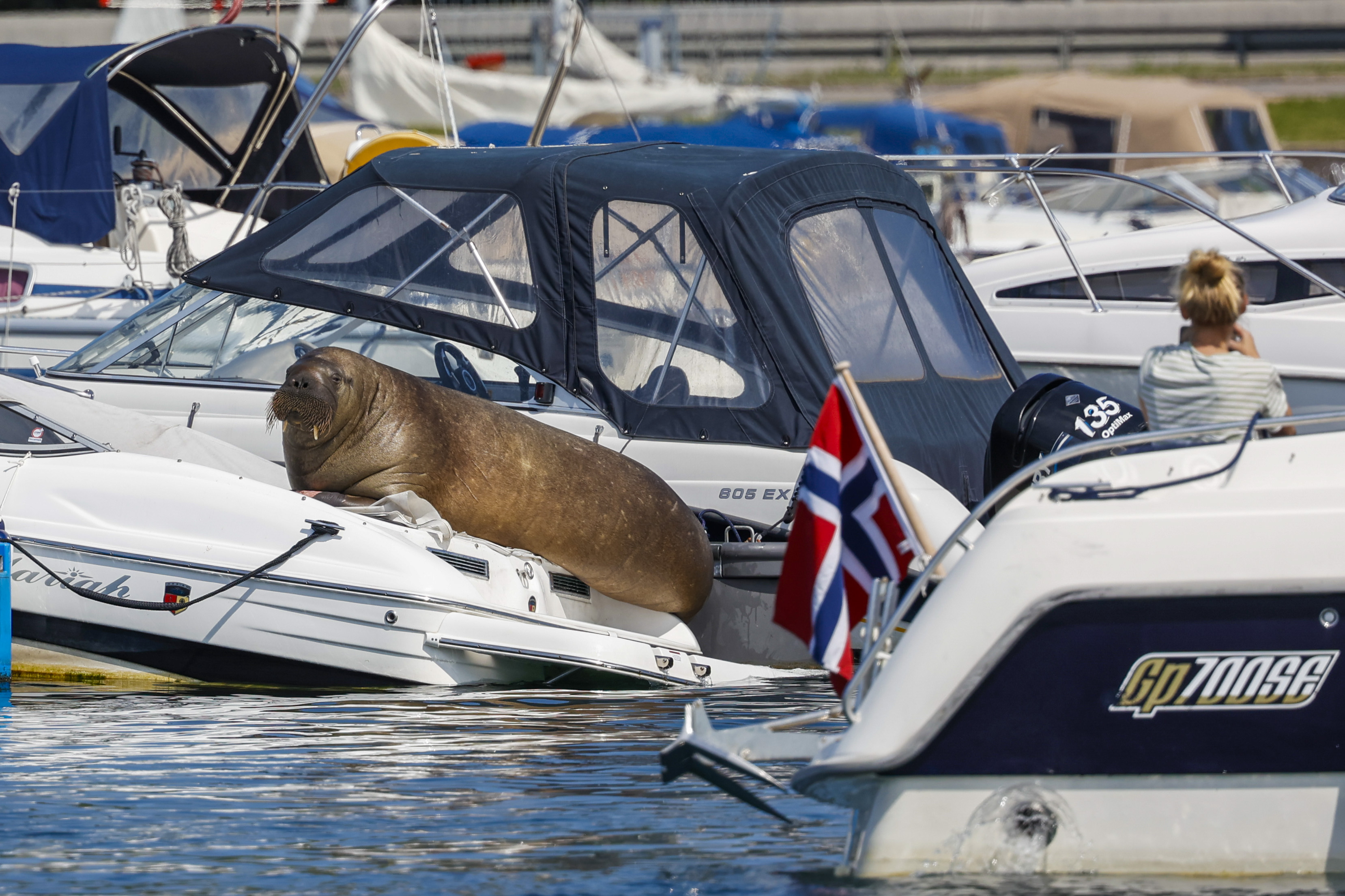 Oslo 20220718. 
Hvalrossen Freya har lagt seg på en båt i Frognerkilen. 
Foto: Tor Erik Schrøder / NTB