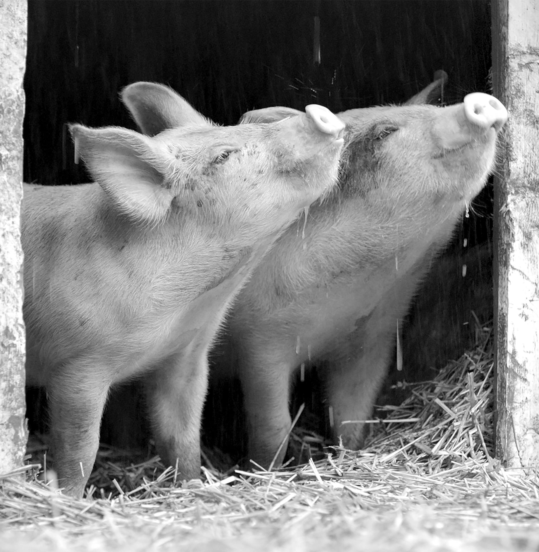 «Gunda» er en dyrefilm helt utenom det vanlige, en internasjonal «snakkis» med griser fra Vestfold. Foto: Arthaus